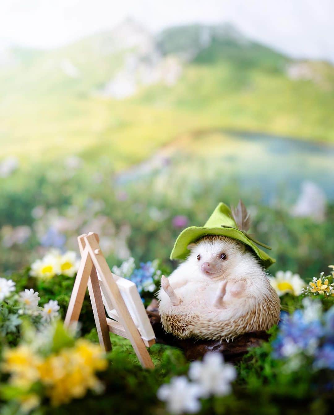 ダーシーのインスタグラム：「Welcome to Chopinvalley⛰💛 ・ ・ ・ ショパン谷へようこそ🦔✨」
