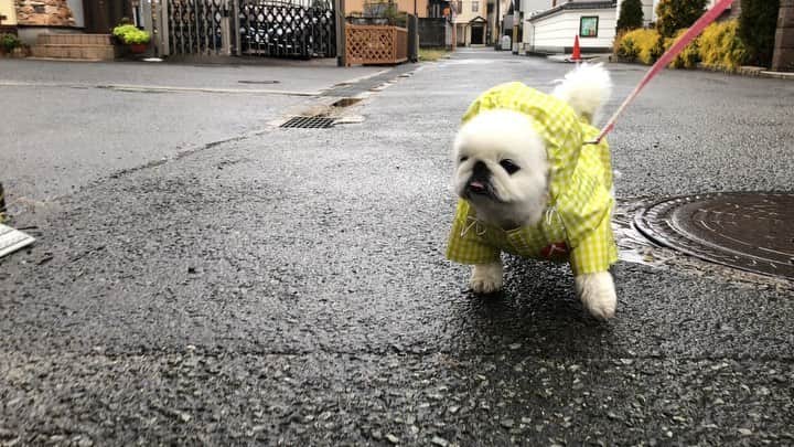 こなつのインスタグラム：「ぶるぶるぶーる😙🥳😘」