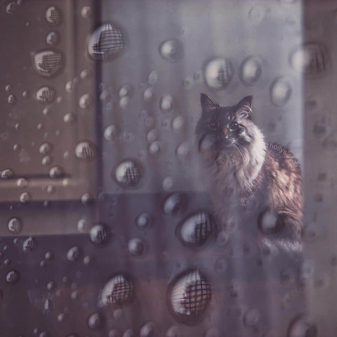 Holly Sissonのインスタグラム：「Finnegan is trying to see through these dark and rainy winter days!  #toronto #cat #SiberianCat #doubleexposure #bokeh (See more of Alice, Finnegan, and Oliver, on @pitterpatterfurryfeet) ~ @bestmeow #bestmeow」