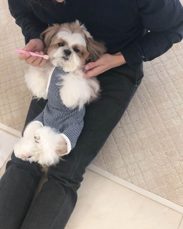 水嶋はちのインスタグラム：「Tooth brushing is important for my health! I brush my teeth every morning!🐶 * * 毎朝、パパが歯磨きをしてくれます！ お口を開けて〜と言われるとアンヨもあげちゃうボクです🐶🐾🐾 * * みなさん、いつも見てくださり、コメントやメッセージをほんとうにありがとうございます🐶💕💕💕 * * #はち #HACHI #シーズー大好き部」