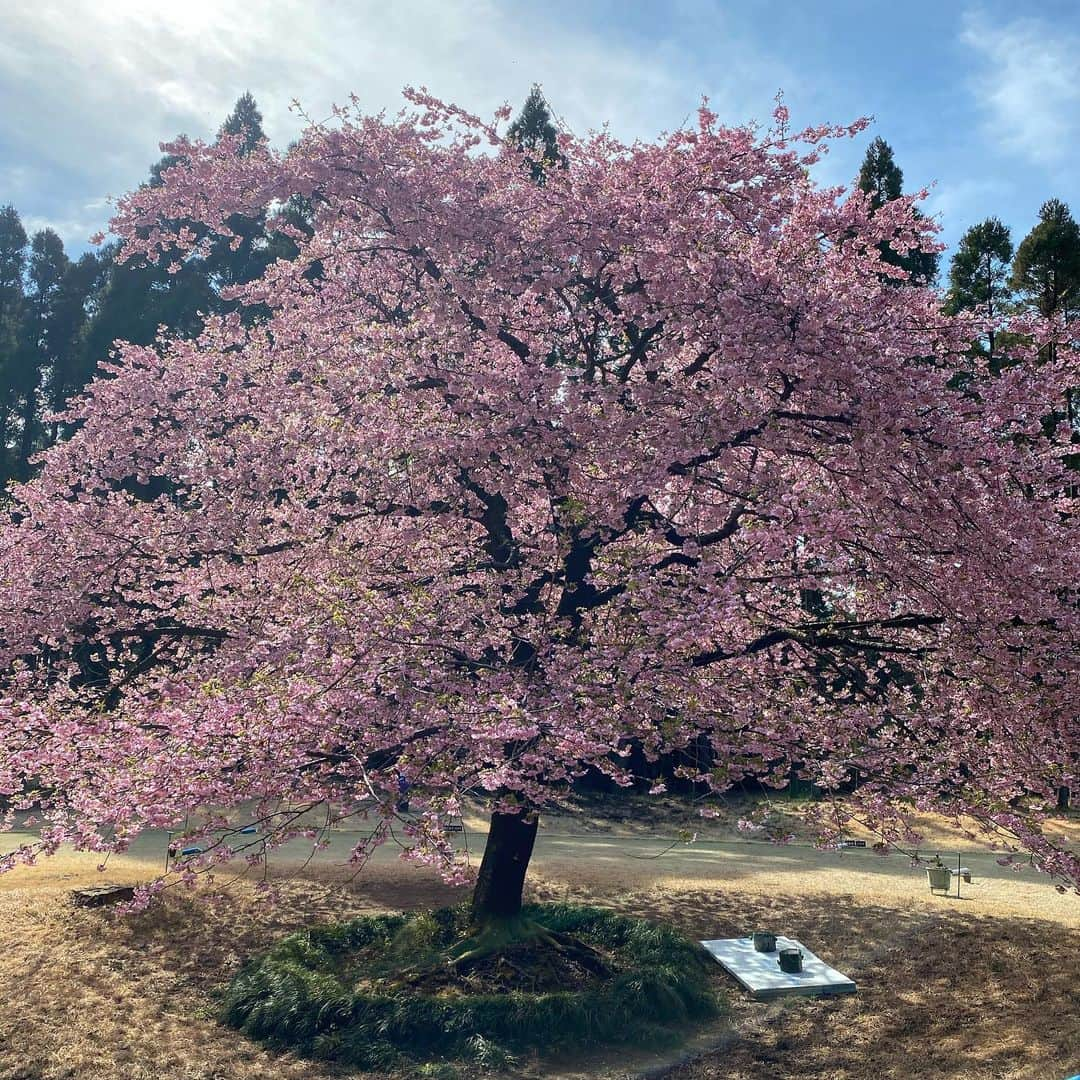 大河内美紗さんのインスタグラム写真 - (大河内美紗Instagram)「月1コンペ⛳️もう春が来てるよ🌸感謝感謝😍てらさんのnice shot🤣 #ゴルフ #golf #バンカー #キャスコ #キャスコ女子ゴルフ部 #sdn48 #ゴルファナ #ladiesg #ゴルフ #golf #バンカー #キャスコ #キャスコ女子ゴルフ部 #sdn48 #ゴルファナ #ladiesgolf #golfhotties #golfbabes #golflife #golfstagram #japanesegirl #model #lovegolf #girlswhogolf #cute #golfer  #ゴルフ大好き #golfholic #高尔夫球 #골프 #ゴルフコーデ #golf #instagolf #ゴルフ女子 #golfer #golfgirl #ゴルフのトリセツセツ」3月5日 1時03分 - misa_okochi