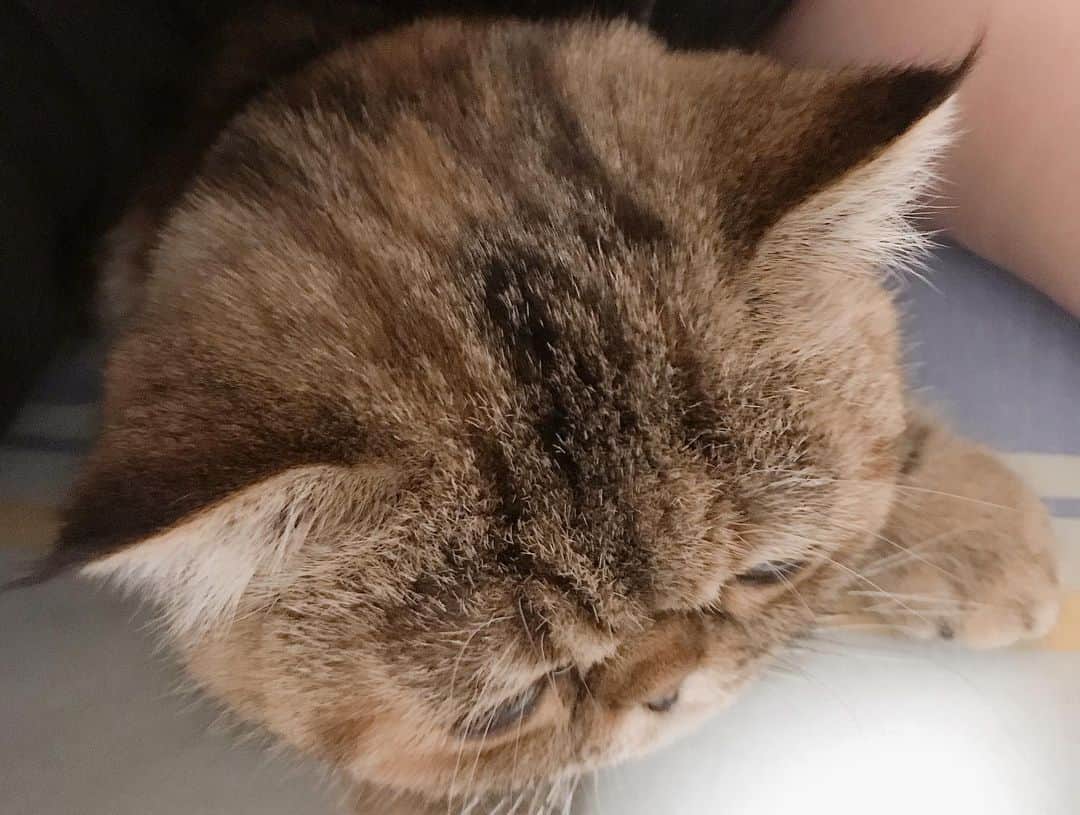 デカキンさんのインスタグラム写真 - (デカキンInstagram)「スマホいじりながら寝転がってたら、腕の中に入ってきました。可愛すぎる、、、 #エキゾチックショートヘア  #子猫 #ねこ #ミニたん  #デカキン」3月5日 1時08分 - dekakin