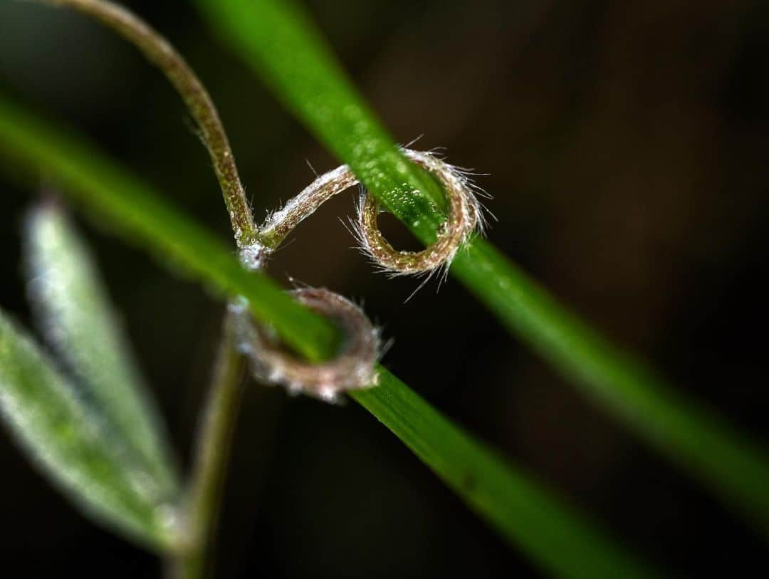 アンジー・ペインさんのインスタグラム写真 - (アンジー・ペインInstagram)「Grasping. This scene is a perfect example of what happens so often when I’m out taking photos. I was feeling somewhat underwhelmed by my findings on this particular morning on the California coast, as it was a little windy and the dew drops were drying up. I found a clump of grass with some dewy webs hidden deep inside, and knelt down to investigate. In doing so, I discovered this lovely little scene — a vine clasping two blades of grass as it grew upwards towards the light. Nature is so damn perfect sometimes I can’t even handle it, and the beauty is always there if you’re willing to look hard enough to find it. • • • • #macro #macrophotography」3月5日 3時17分 - angelajpayne