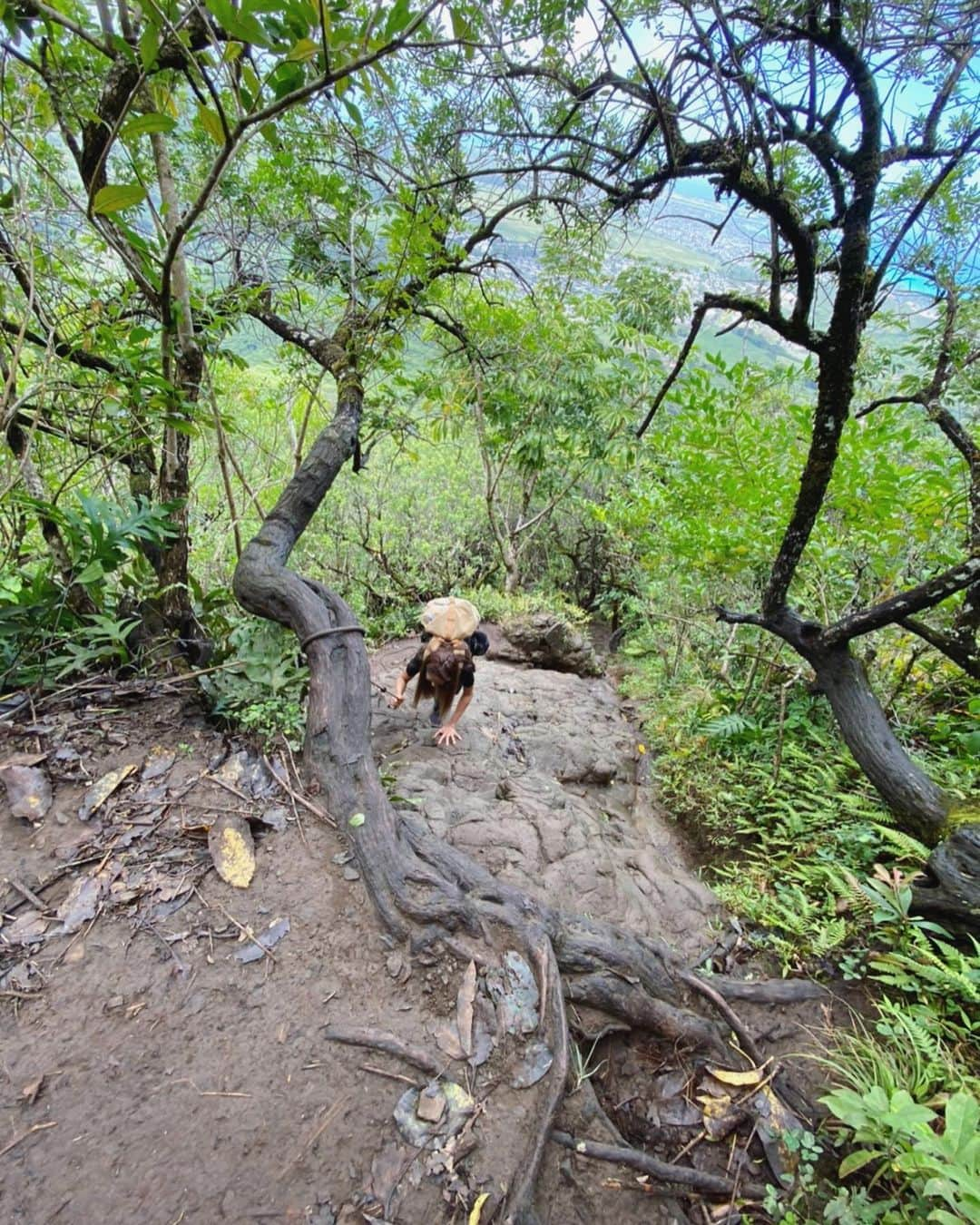 Mieさんのインスタグラム写真 - (MieInstagram)「OLOMANA TRAIL🌴 ストーリーには書いたんだけど、 なんかね、生死の境を体験した貴重な時間だった😭🌺🙏 . 撮影をお願いしてて、モデルさんになってくれた私のお友達に、集合場所はオロマナで😆🙏なんて軽い気持ちで行ったこのコース。 完全なるリサーチ不足。軽く往復2時間くらいかなと、、、思って歩きだし、結果4時間以上かかって下山。 怪我一つ、擦り傷一つなく無事に下山できて良かった😭🙏 撮影したい！と行ったけど、カメラは最初の方だけしか取り出せなかった。 . 登り始めたトレイルの後半分は、ひたすら60-90度くらいの岩場をロープを使ってロッククライミングして上を目指す場所。次の瞬間足滑らせて死んでしまうかもしれないと思った場所。 . まさに初めての体験。 . こんなトレイルがハワイには沢山あるらしい。 . 完全に自己責任。 . 最後の最後で、この、岩を登ればあの絶景が！！ていうトコまで辿りついた時、 冷静に、私は無理だ。と諦めました。 一緒にいったお友達は、ここまで来たからと、挑戦。 登っていく姿は神々しく、素晴らしい動画と写真まで撮ってきてくれて、すごくすごく羨ましく、行けなかった、行かなかった自分にもどかしさも感じながらも、昨日はアドレナリンが止まらなくて、疲れているはずなのに全然眠れなかった😂✨ この経験を通して、なんだか色んな感情が湧き出てきました。 . 1秒先事故に合うかもしれない、明日命はあるのか分からない、子供や旦那に会えなくなるかもしれない。未来は本当に分からなくて、どうなるか分からないから、今を全力で生きないと！って考えさせられたよ🥺 . そんな中、このとんでもないハイキングコースに、3ヶ月くらいの幼子をおんぶ紐でおんぶして下山している夫婦がいて、さらにおったまげ😱🙏🌺 . まじか。カルチャーショックでした🌈 まだまだ知らない世界があるんだなぁいと感じました。  #ハワイ生活　#olomanatrail #絶景　#危険な　#ハイキング　#オアフ島」3月5日 4時12分 - miefromhawaii