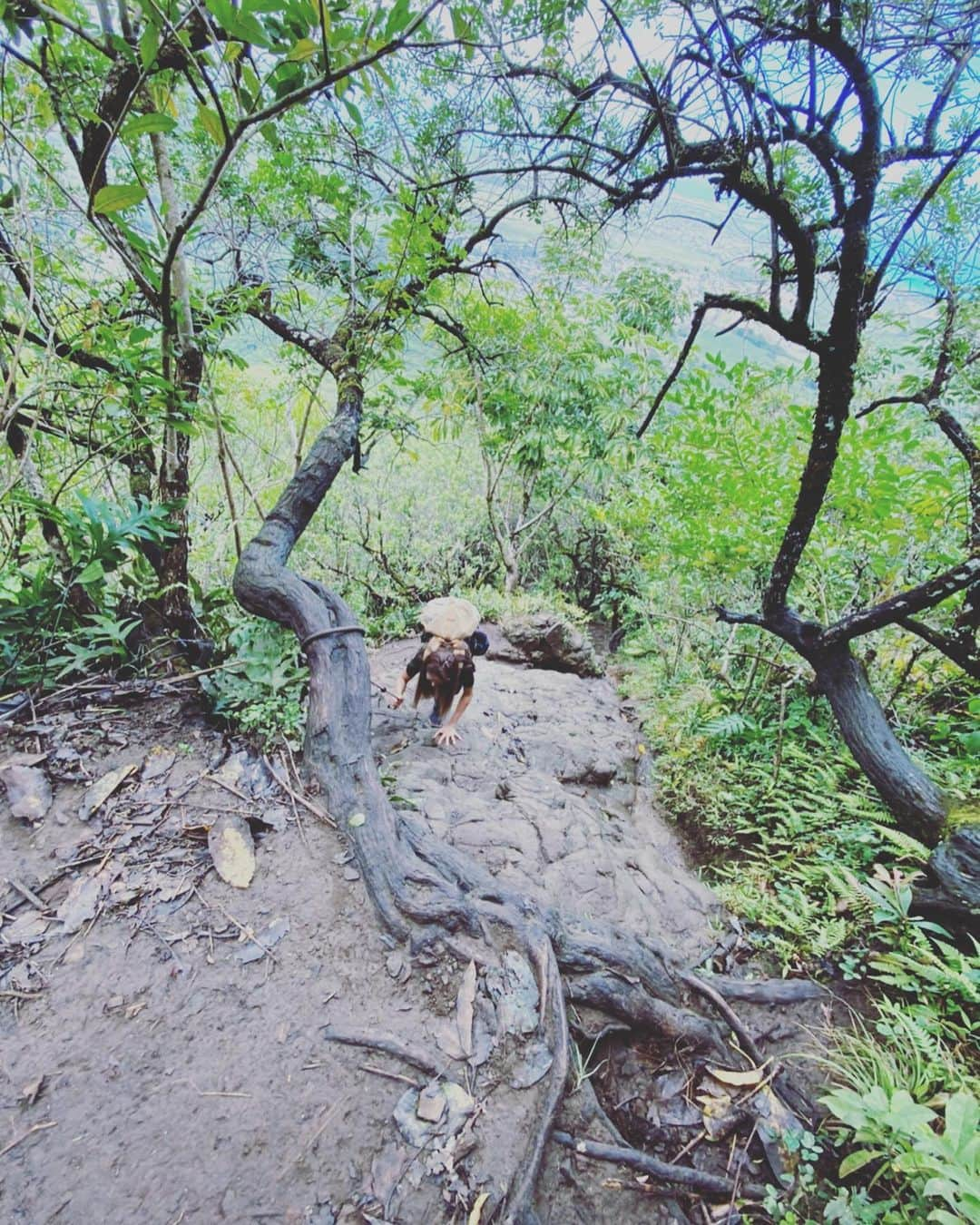 Mieさんのインスタグラム写真 - (MieInstagram)「OLOMANA TRAIL🌴 ストーリーには書いたんだけど、 なんかね、生死の境を体験した貴重な時間だった😭🌺🙏 . 撮影をお願いしてて、モデルさんになってくれた私のお友達に、集合場所はオロマナで😆🙏なんて軽い気持ちで行ったこのコース。 完全なるリサーチ不足。軽く往復2時間くらいかなと、、、思って歩きだし、結果4時間以上かかって下山。 怪我一つ、擦り傷一つなく無事に下山できて良かった😭🙏 撮影したい！と行ったけど、カメラは最初の方だけしか取り出せなかった。 . 登り始めたトレイルの後半分は、ひたすら60-90度くらいの岩場をロープを使ってロッククライミングして上を目指す場所。次の瞬間足滑らせて死んでしまうかもしれないと思った場所。 . まさに初めての体験。 . こんなトレイルがハワイには沢山あるらしい。 . 完全に自己責任。 . 最後の最後で、この、岩を登ればあの絶景が！！ていうトコまで辿りついた時、 冷静に、私は無理だ。と諦めました。 一緒にいったお友達は、ここまで来たからと、挑戦。 登っていく姿は神々しく、素晴らしい動画と写真まで撮ってきてくれて、すごくすごく羨ましく、行けなかった、行かなかった自分にもどかしさも感じながらも、昨日はアドレナリンが止まらなくて、疲れているはずなのに全然眠れなかった😂✨ この経験を通して、なんだか色んな感情が湧き出てきました。 . 1秒先事故に合うかもしれない、明日命はあるのか分からない、子供や旦那に会えなくなるかもしれない。未来は本当に分からなくて、どうなるか分からないから、今を全力で生きないと！って考えさせられたよ🥺 . そんな中、このとんでもないハイキングコースに、3ヶ月くらいの幼子をおんぶ紐でおんぶして下山している夫婦がいて、さらにおったまげ😱🙏🌺 . まじか。カルチャーショックでした🌈 まだまだ知らない世界があるんだなぁいと感じました。  #ハワイ生活　#olomanatrail #絶景　#危険な　#ハイキング　#オアフ島」3月5日 4時12分 - miefromhawaii