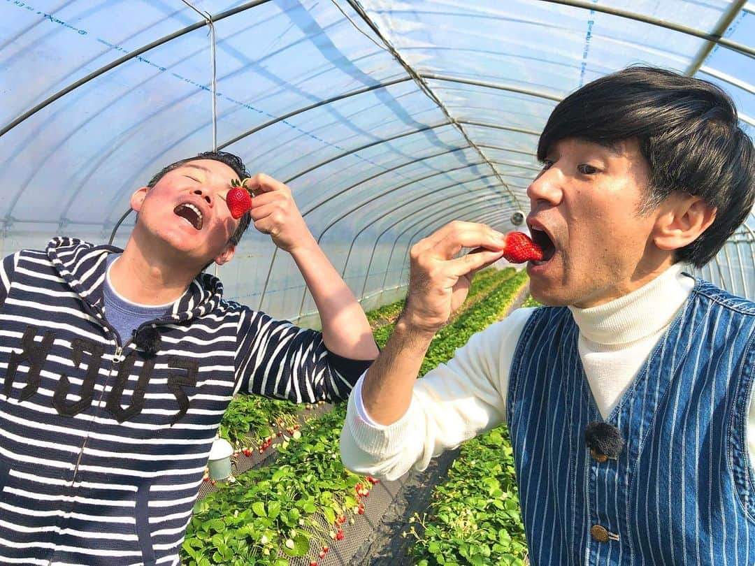 ガレッジセールのインスタグラム：「#もぐもぐガレッジシリーズ . 栃木県小山市にて！ . 苺をほおばり豚肉BBQを食す幸せなおじさん達だ〜☺️🍓🍖✨ . #ガレッジセール #オリオンツアー #チバテレ #オリ旅 #ちょっとしたライブ #沖縄花月 #お笑い」