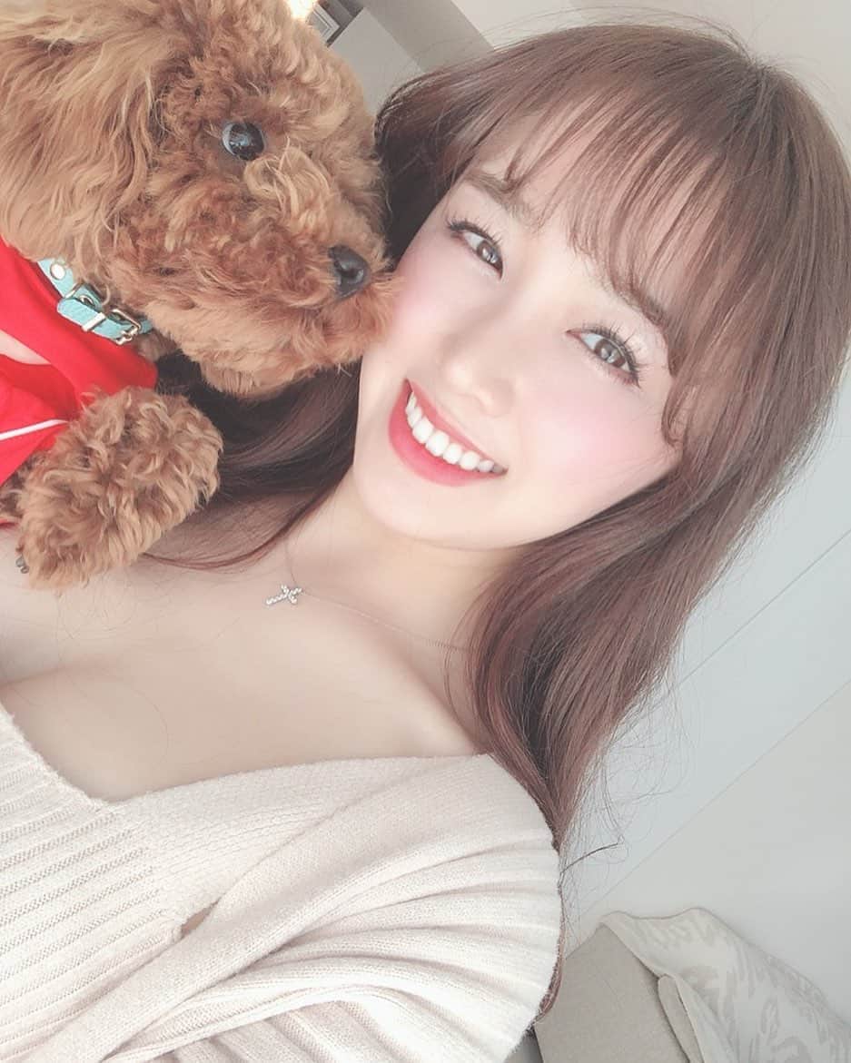 のインスタグラム：「トリミング前はぬいぐるみ🧸😂 朝はラッキーの遊んで〜て声で起きるよ💓 きっとご飯くれっ！って言ってるだけと思うけど笑😂  #ペット　#トイプードル　#男の子」