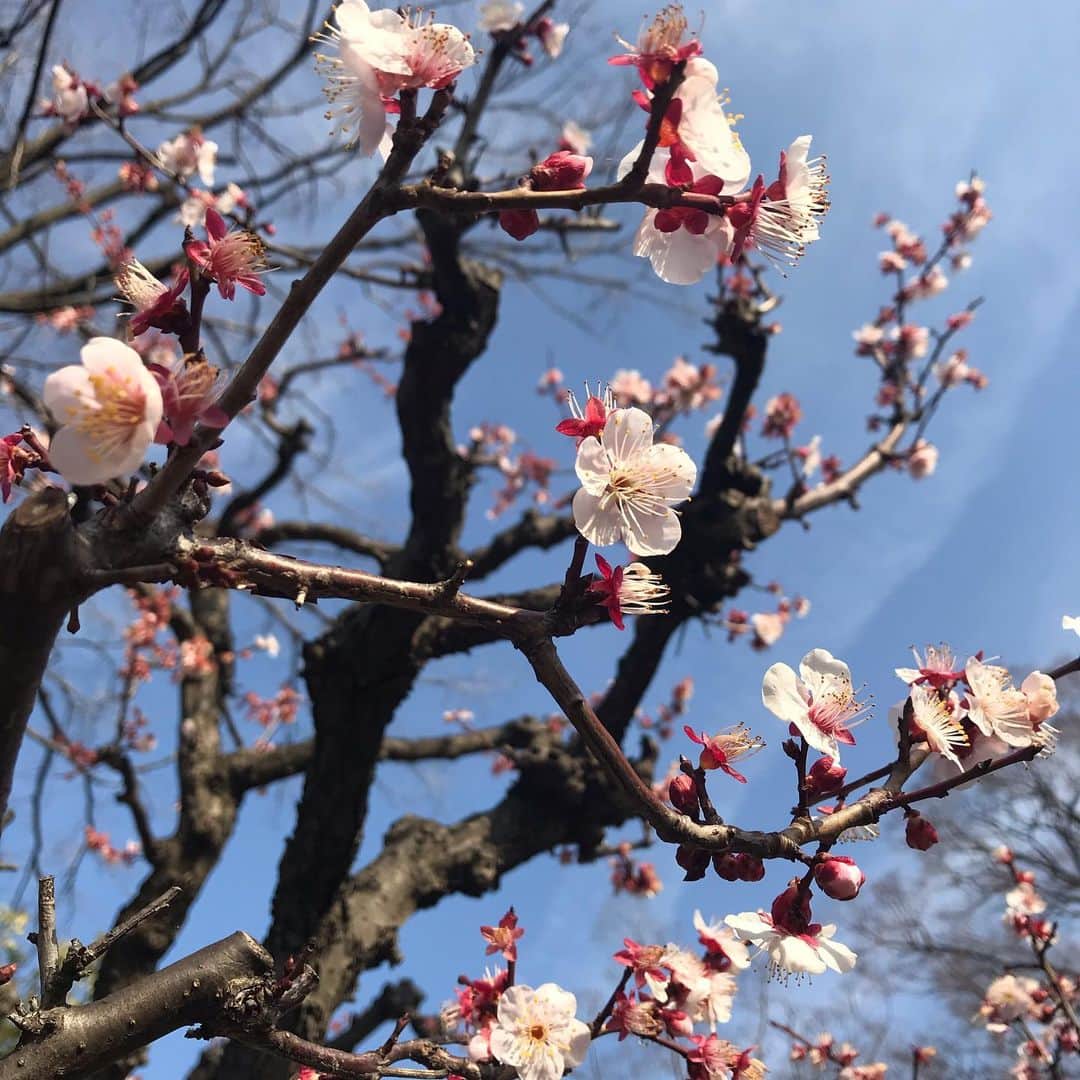 去来川奈央さんのインスタグラム写真 - (去来川奈央Instagram)「. ほんのり甘い梅の香り。 色々と不安も多いけれど春はすぐそこ！🌸 お出かけしたら手洗いうがいで👏 . 息子くんはこの日も安定の 花より団子🍡笑 . #インコ カメラサービスばっちり👌 とっても賢い🦜でした！」3月5日 15時37分 - nao.isagawa