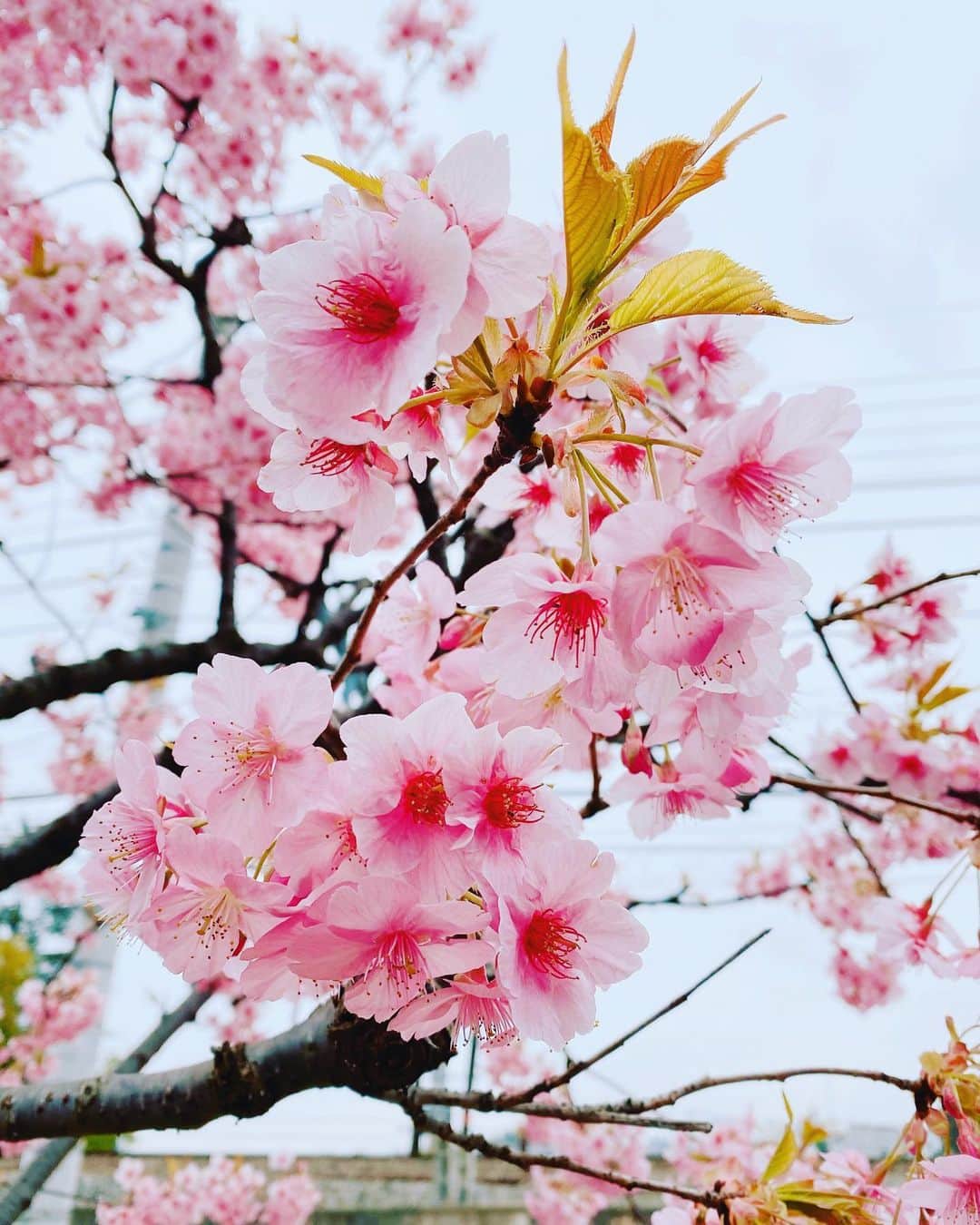 海保知里さんのインスタグラム写真 - (海保知里Instagram)「仕事の合間の綺麗な桜。携帯を携帯していなくて、スタッフの方に送ってもらったスナップ😊😊💕息子の引き取り訓練間に合いました。風で髪の毛ボーボー。 #cherryblossom #海保知里」3月5日 16時13分 - chisato_kaiho