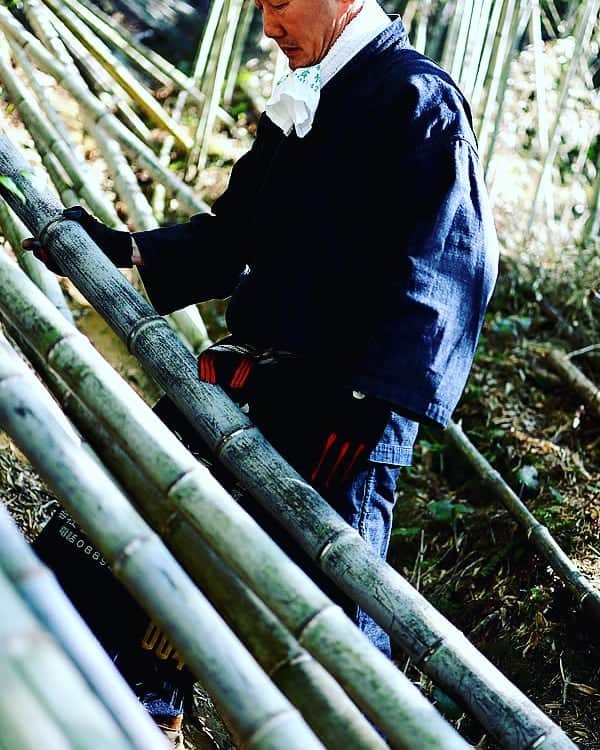 竹虎さんのインスタグラム写真 - (竹虎Instagram)「日本唯一の虎竹の伐採自体は1月末までなのですが、その期日に山出しが終わるという事ではありません。枝打ちと言って竹の小枝を鉈ではらい、竹林から運び出される作業はそれからずっと続くのです。自分が入社した頃には今とは比べものにならない程の量が出荷されていましたので、遅い山だと5月の中旬あたりまで山仕事があったものです。 . それにしても竹林からこのように竹が伐り出されてるいる光景は、いつ見ても心が弾みます。竹は竹林にある時が一番美しいものですが、こうして山から出ていかないと沢山の人様に喜んでいただく事はできません。それぞれが製竹され竹製品となっていく門出でもあると思うと嬉しくて仕方ないのです。 . 近年の温暖化が大きな要因となっている虎竹の色づきは、今年も暖冬で思うような竹にはなっていません。ですから、この竹のように白い蝋質の下に虎模様が確認できるとホッと安心します。 . 虎竹の歴史は古く藩政時代には年貢として献上されてきました。つまり少なくともその当時から先人が守り育ててきた竹であり、はじめて来られた方でもその美しい竹林に感じって頂ける方が大半です。 . しかし、本当の意味でご理解いただいてる方は少ないかも知れません。この山の竹はすべて竹製品や竹細工にされるための竹たちです。筍農家の畑ではありませんので自分達はもちろんの事、虎竹の里でこの100年虎竹の筍を食した話を聞きません。 . そうやって慈しんできた山の職人の努力は、そうでない竹林に触れてはじめて感じるものです。手入れされない普通の竹林の様子がどうなのか、実は皆様はそこまで関心をもってご覧になられていないのではないでしょうか。 . かっては良質の真竹が伐り出された竹林でさえ誰にも使われず忘れられてしまえば、まるで人が入ってくることすら拒ばれているかのように荒れ果ててしまいます。日本の竹を知れば知るほど、虎竹の里の価値がようやく少しづつ分かってきます。 . #竹虎 #虎斑竹専門店竹虎 #山岸竹材店 #竹虎四代目 #TAKETORA #竹屋 #竹製品 #竹細工 #竹工芸 #竹 #bamboo #虎竹 #真竹 #青竹 #職人 #国産 #日本製 #竹林 #環境 #放置竹林 #竹害 #竹林整備 #日本唯一虎竹の本当の価値」3月5日 7時42分 - taketora1894