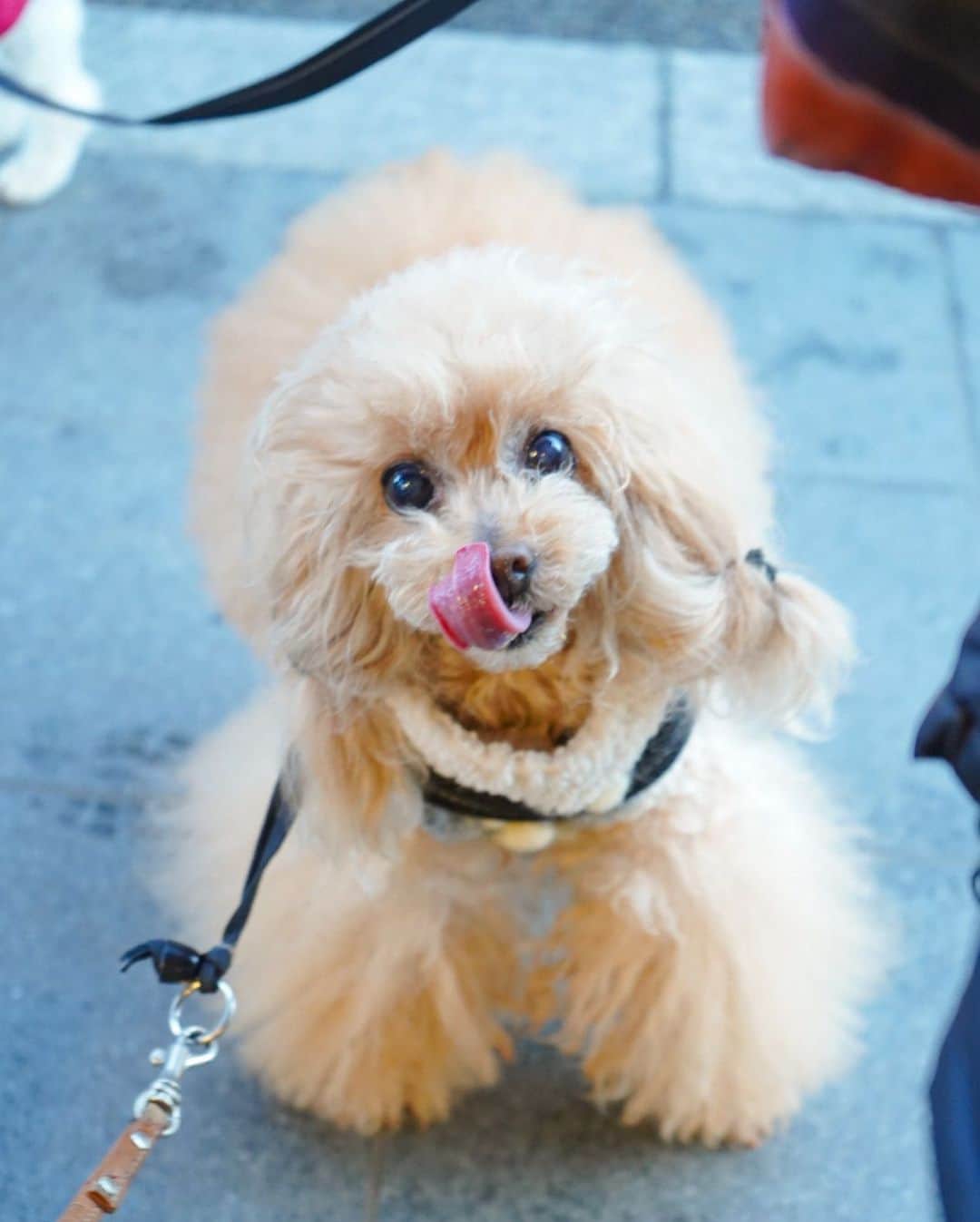 Toypoodle Mikuru?Asakusa Tokyoのインスタグラム：「20200305 Thursday. Good morning! Friends 💓 朝から食いしん坊😋 . Mikuru is famous for being a glutton🤣 . #オニクよこせ #朝から肉食女子 #👅 . 昨日は会社から帰って いつもの検診とお薬もらいに みくるの病院へダッシュ💨 自転車だったのに途中で雨が☔️ 引き返すのも面倒だったのでそのまま強行😅 帰りは霧雨くらいだったので、 チャリぶっ飛ばしました😄 . 昨年2019年購入してよかったもの No.1 自転車✨ コレのおかげで、深夜 みくるの通院も快適😆 No.2 フードドライヤー みきゅるんの大好きなオニクのオヤツが作れる😆 No.3 SONY α7Ⅲ 走る💨みきゅるんがバッチリ撮れる💘 . 兎に角 みくる中心生活です🤣 . #みくる至上主義」