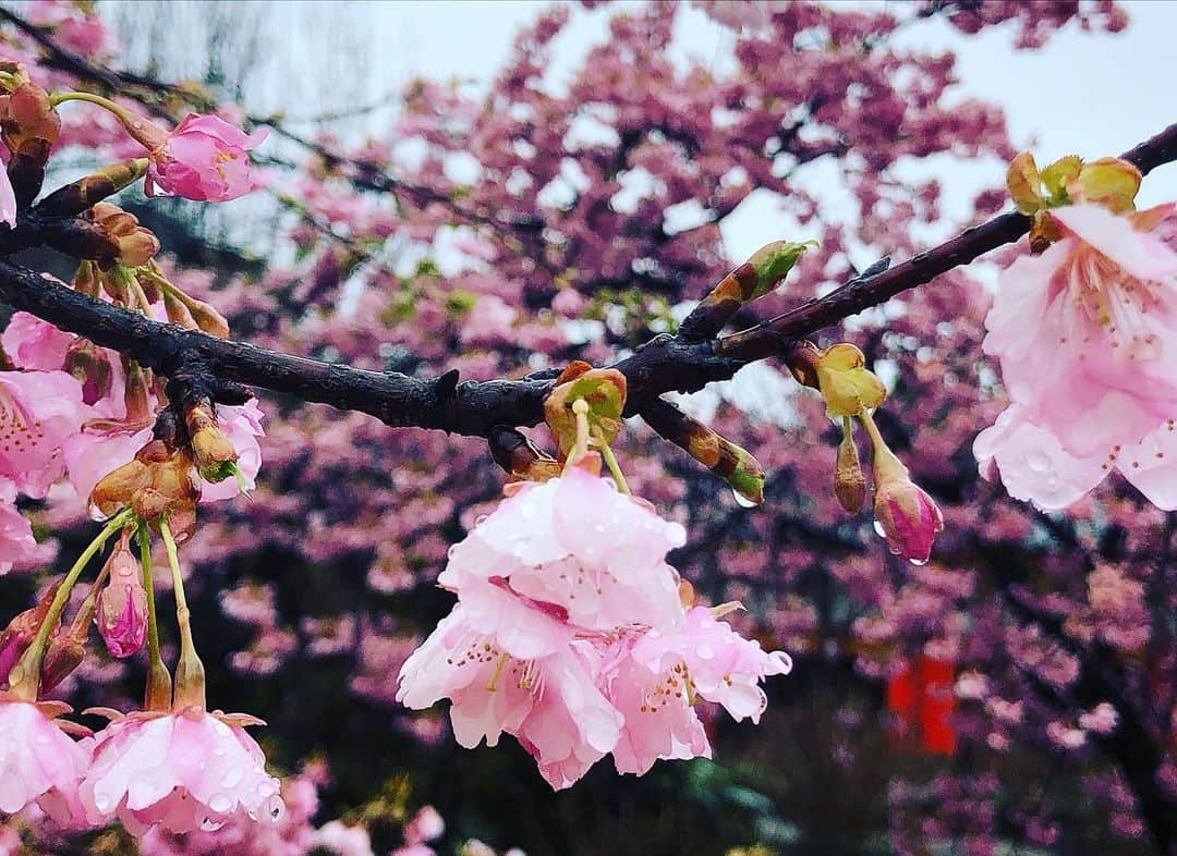 木佐貫まやさんのインスタグラム写真 - (木佐貫まやInstagram)「Good morning ❣️ Rainy cherry blossom 🌸」3月5日 8時09分 - maaayaofficial