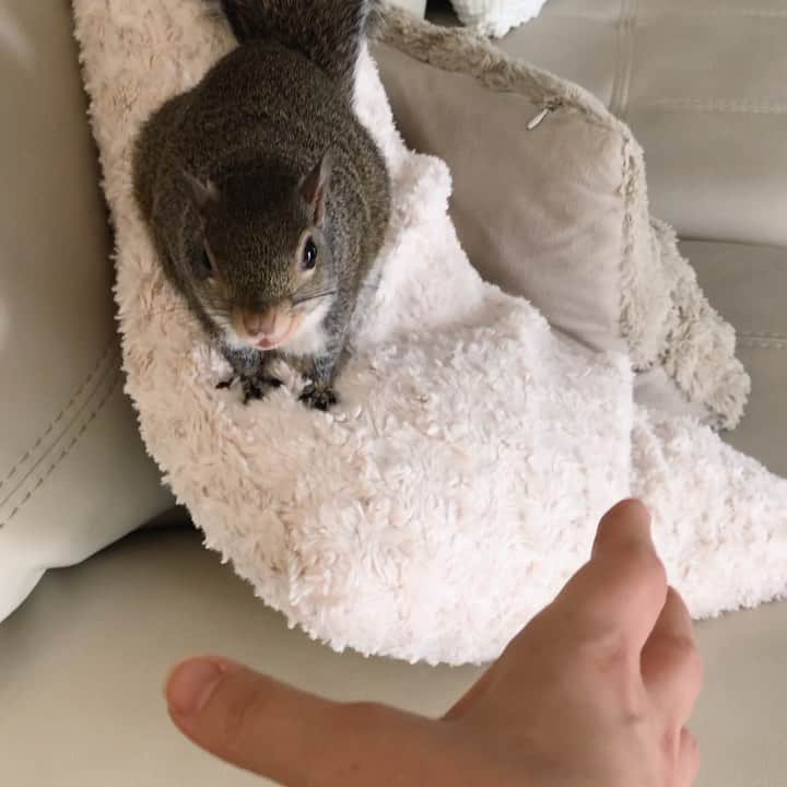 Jillのインスタグラム：「🔈 “I’m gonna getcha”⁣ ⁣ ⁣ ⁣ ⁣ #petsquirrel #squirrel #squirrels #squirrellove #squirrellife #squirrelsofig #squirrelsofinstagram #easterngreysquirrel #easterngraysquirrel #ilovesquirrels #petsofinstagram #jillthesquirrel #thisgirlisasquirrel #chase #playingchase #squirrelrunning #cardio #couchcardio」