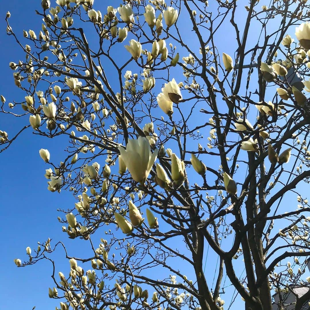 光野桃さんのインスタグラム写真 - (光野桃Instagram)「毎日見に行く近所の白木蓮。 すべての花が天を向いて、すっくと咲く。 まるで白い灯火がともるように。  #力をくれるもの #白木蓮」3月5日 8時38分 - mitsuno.momo