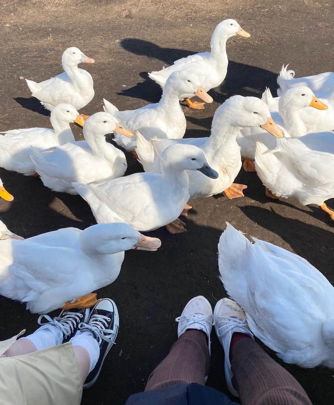 Alysa Ichikiのグルメインスタ