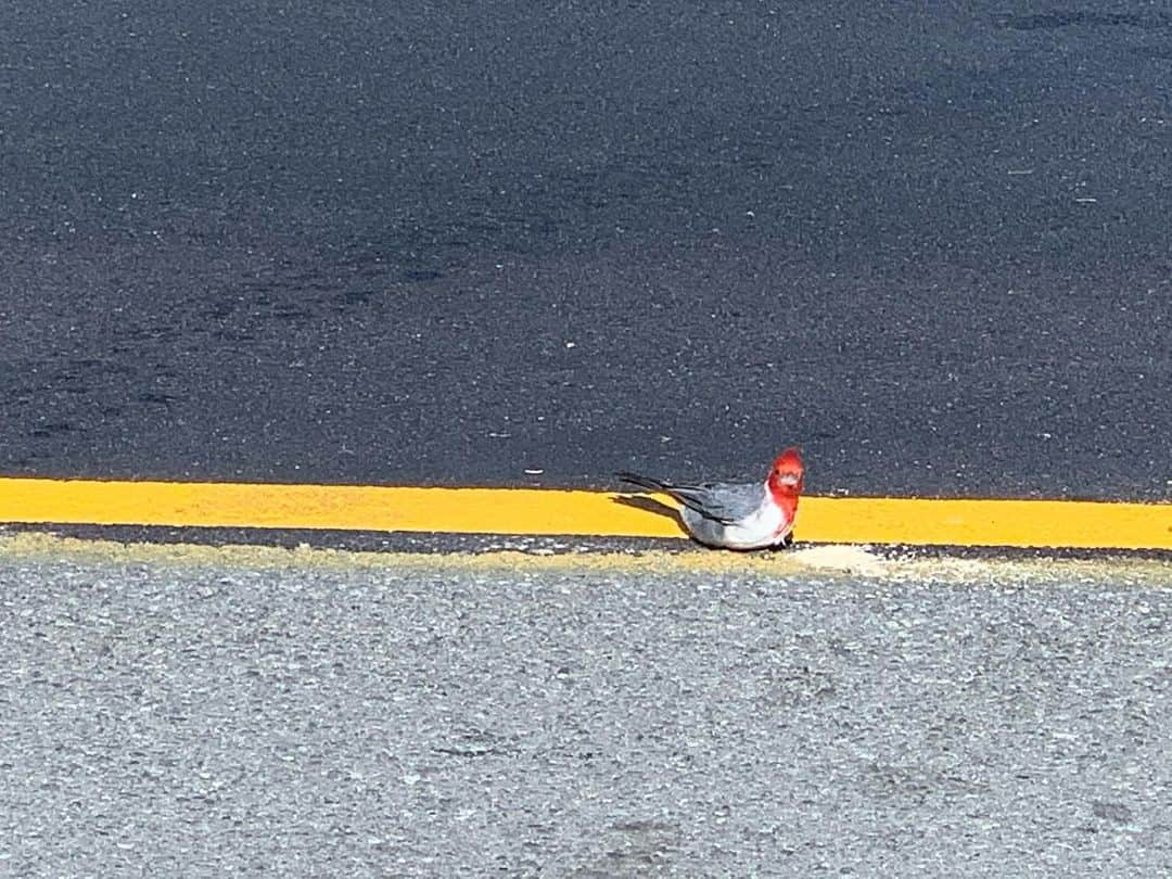 小林麗菜さんのインスタグラム写真 - (小林麗菜Instagram)「🐤⁉️ #hawaii #時差スタグラム #なにこの鳥 #ディズニーに出てきそうなくらい可愛い #なんかすっごいマイペース」3月5日 13時14分 - reina_kobayashi