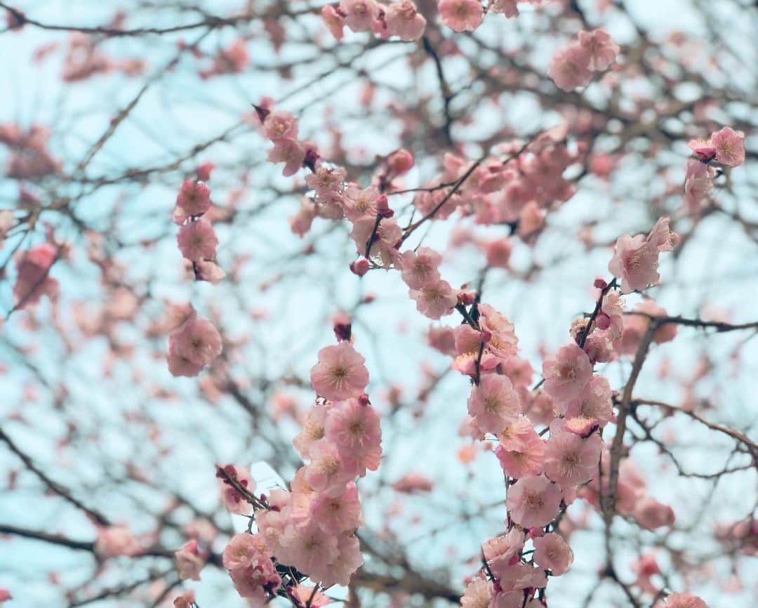 水城夢子さんのインスタグラム写真 - (水城夢子Instagram)「お婆ちゃんゆめこが何度会いに行っても嬉しそうにうめちゃんうめちゃんって呼んできて可愛かったなあ　まあ梅も綺麗だよね . . . . . #plumblossom #sakura #spring #cherryblossom」3月5日 13時25分 - mizukiyumeko