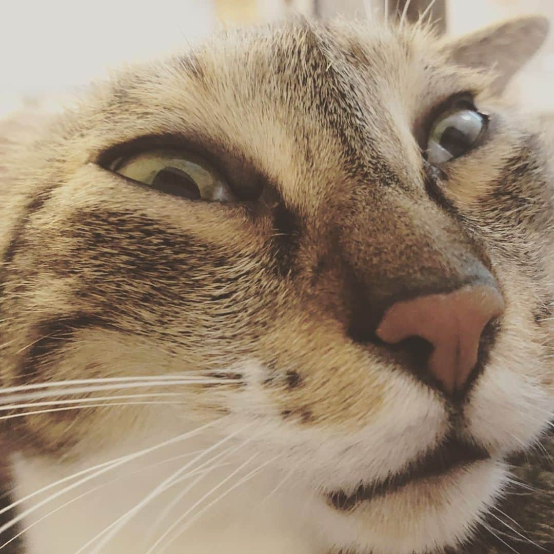 黃阿瑪的後宮生活さんのインスタグラム写真 - (黃阿瑪的後宮生活Instagram)「柚子：「逐漸母湯的表情。」#柚子 #母湯 #哎唷 #貓 #fumeancats #黃阿瑪的後宮生活」3月5日 13時36分 - fumeancat