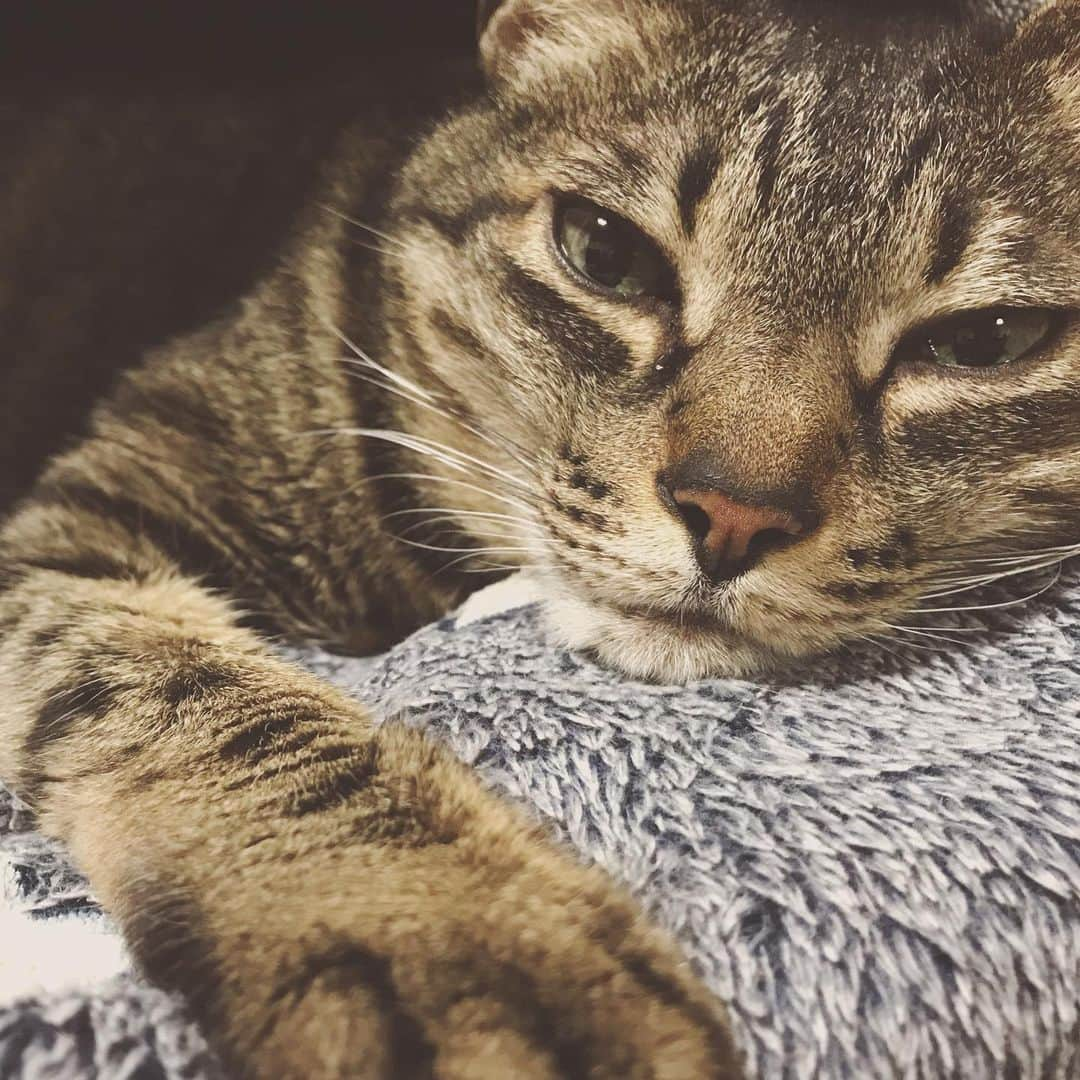 小嶋晶子さんのインスタグラム写真 - (小嶋晶子Instagram)「🐈...zzZ🐾 #cat #cats #browntabby #catsofinstagram #catstagram #neko #nekostagram #ねこ #ねこ部 #ねこすたぐらむ #きじとら #きじとらねこ #きじとら女子 #きじとら部 #ネコ #ネコ部  #キジトラ #キジトラネコ #キジトラ部 #かぎしっぽ #かぎしっぽ猫部 #カギしっぽ #カギしっぽ猫 #お腹ハゲてる #足の裏もハゲてる #とろねこチャレンジ #とろねこチャレンジに参加 #とろねこチャレンジは4月まで」3月5日 13時57分 - kojimamajiko