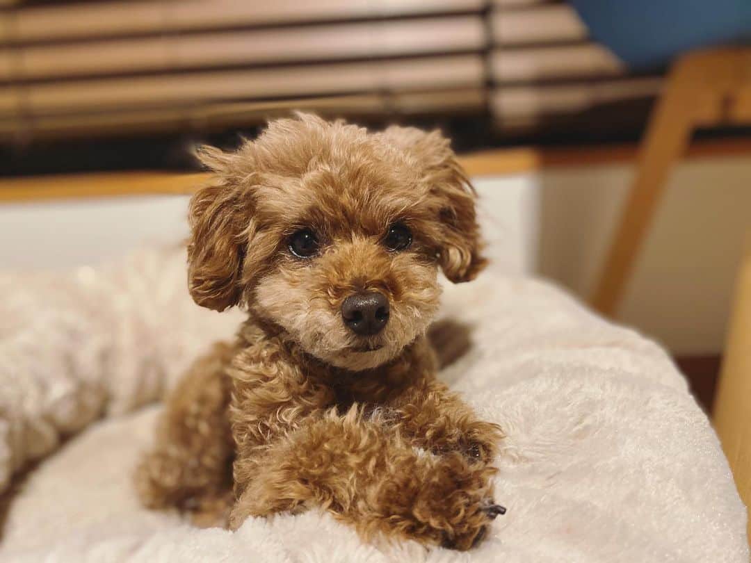 石川龍のインスタグラム：「リラックス。 #まめきち #トイプードル #といぷーどる女の子  #toypoodle  #toyphotography  #relax」