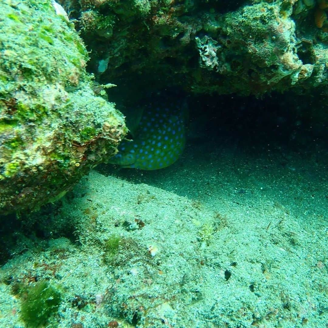 今西由記（ゆきぴ）さんのインスタグラム写真 - (今西由記（ゆきぴ）Instagram)「#scubadiving  #スキューバダイビング  なんか消えてたから上げ直し」3月6日 0時15分 - yukipi_official