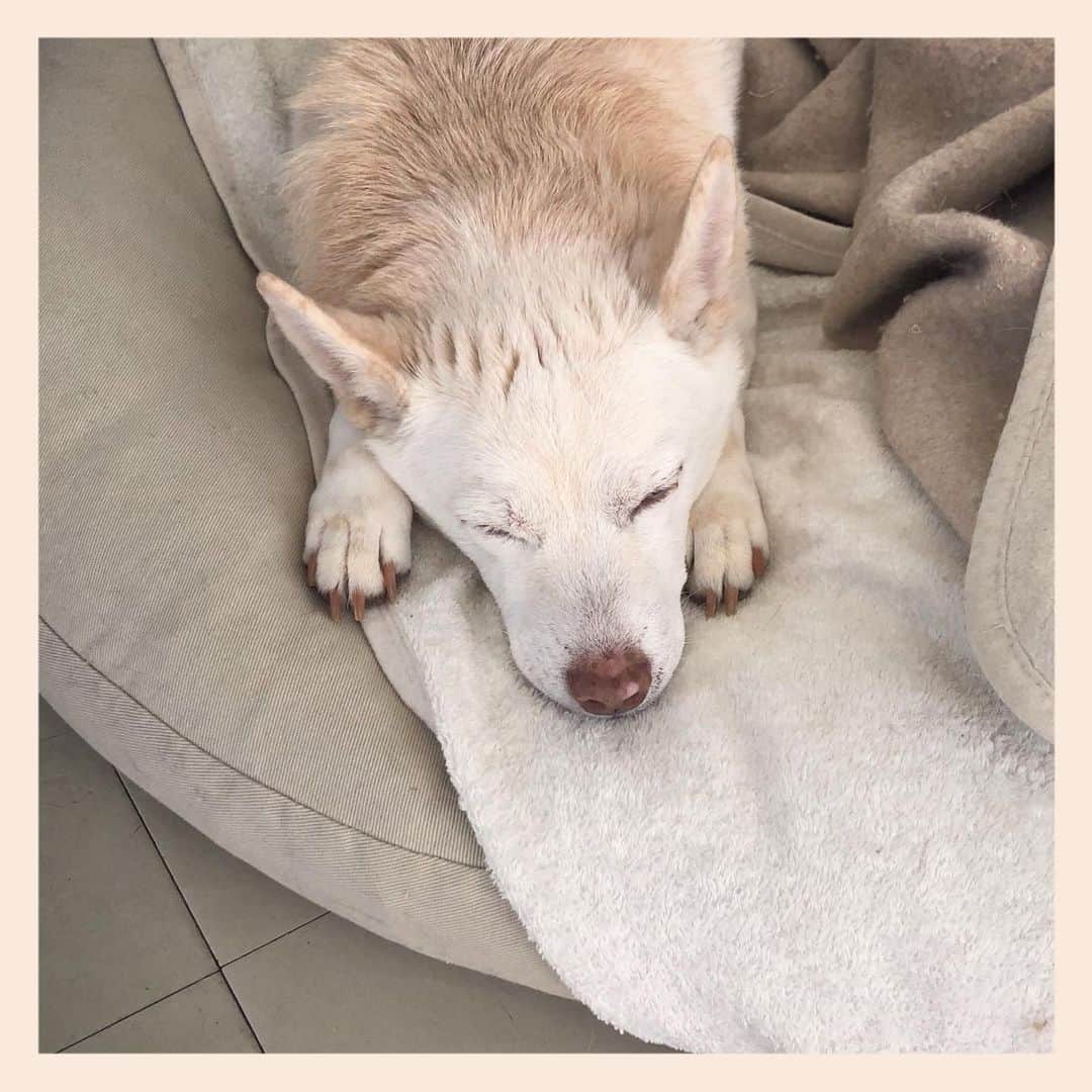 パンといっぴきのインスタグラム：「#雑種犬 #元保護犬 #眠る犬 #crossbreed #mixdog #sleepingdog」
