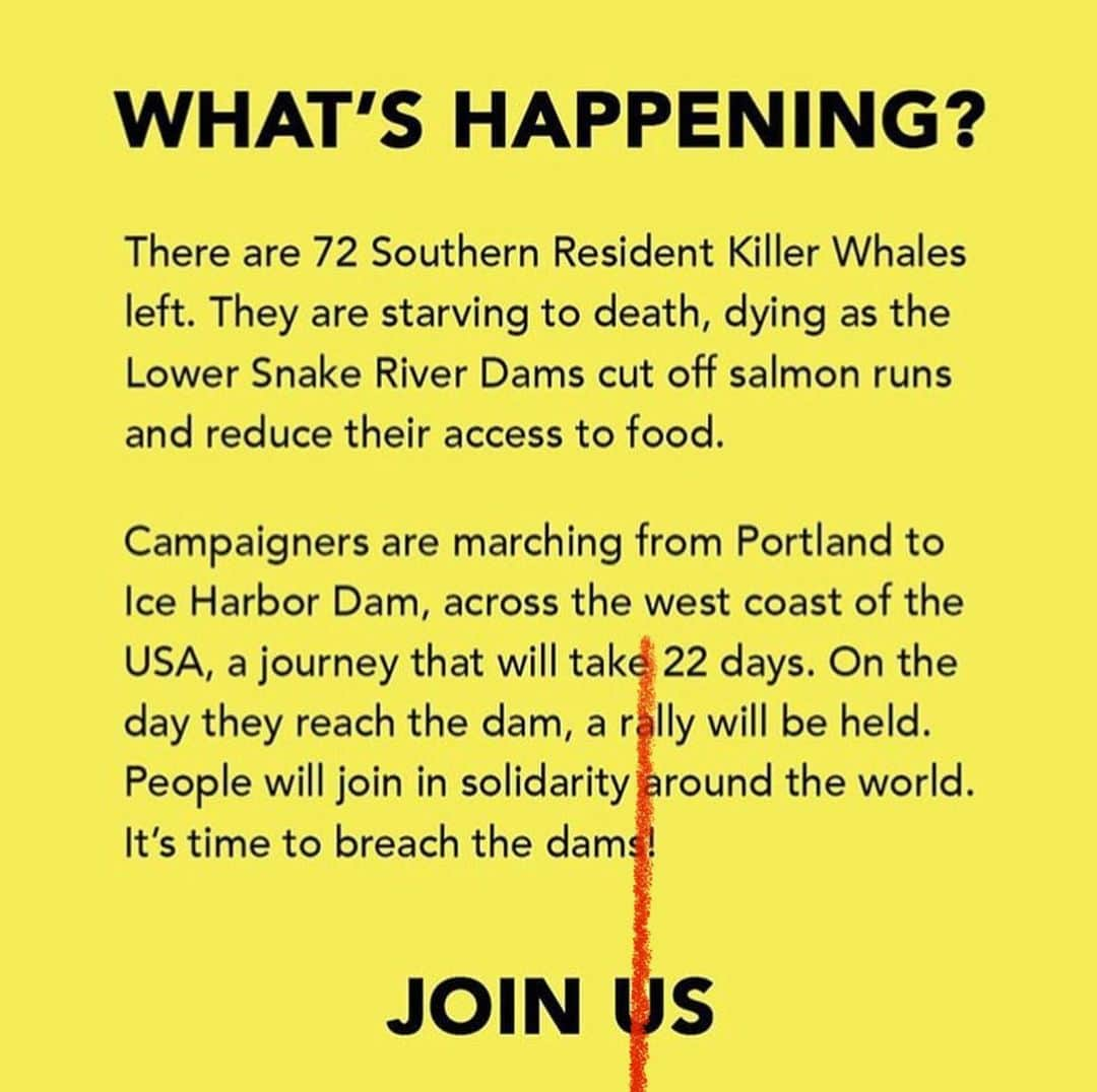 ジェイソン・モモアさんのインスタグラム写真 - (ジェイソン・モモアInstagram)「There are only 72 Southern Resident killer whales. They are starving to death, dying as the four lower snake river dams cut off salmon runs, killing off their food source.  People are marching from Portland to Ice Harbor Dams, a 236-mile march to put global pressure on @usacehq @bonnevillepower and @govinslee who are illegally violating the Endangered Species Act by ignoring the best action to save the orca and salmon, driving them from extinction.  We need everyone to join or we’re going to lose the orcas. Go walk with them, for however long you can, we need thousands of people marching. If you can’t come march with them, go to the protest held on March 22nd in Paris and London, or organize one in your city. We need the entire world asking for change.  We can still change this situation, but we need to take action NOW! Visit marchforthedams.com to learn more, or join the Facebook event We Are The Orca: March 4 The Dams.  #wearetheorca #march4thedams @coextinctionfilm @little.gypsea @pnwprotectors Aloha J」3月6日 0時51分 - prideofgypsies