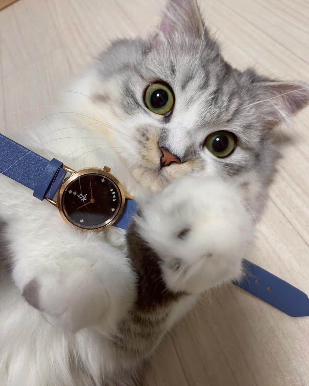 マンチカンのココ王子のインスタグラム：「It's mine😼  @liakulea_japan  リアクレアの時計が10%Offになるクーポンコード✨ 「cocol221」  #腕時計 #liakulea #腕時計 #時計 #腕時計倶楽部 #手元倶楽部　#リアクレア #リアクレアクーポンコード　#リアクレアクーポン #cat#watch#gato#neko」