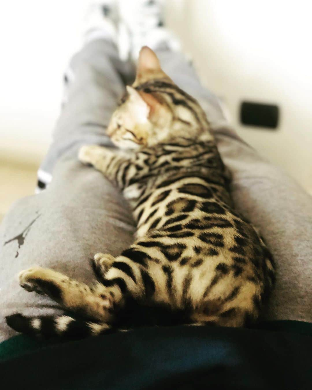 ヴァレンティナ・アリゲッティのインスタグラム：「My private jungle 🌴🌴🐾 #isometriemaculate #meetaristotele #therainbowflock #solofigaccioni #bengalcat @bengalbest」