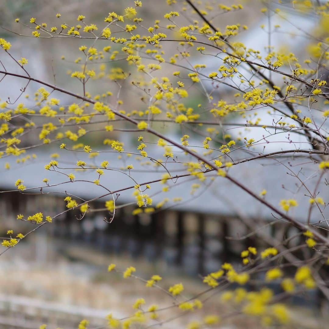 奈良 長谷寺 / nara hasederaのグルメインスタ
