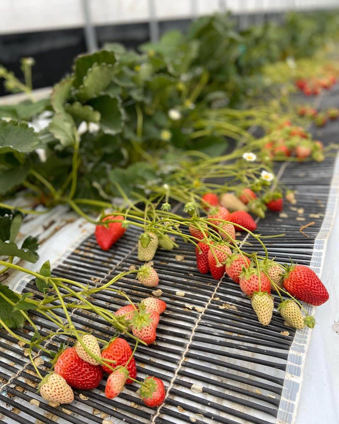 福井柑奈さんのインスタグラム写真 - (福井柑奈Instagram)「福岡に遊びに行ったよー(*^ω^*)🍓 .  いちご狩りした〜(*^^*)🍓 あまおう、紅ほっぺ、かおりの、さがほのか、よつぼしの5品種が食べ放題😍👍 .  全部美味しいんだけど、 最終的にはあまおうずっと食べてたなぁ〜🥺🍓💓 赤くて大きくて甘くて美味しい😍🍓 . 天神から西鉄電車で🙃！ プチ遠足みたいで楽しかった💞 ありがとうエリナちゃん💞💞 . #福岡 #いちご狩り #大木町 #道の駅おおき #いちご食べ放題 #苺 #あまおう #あまおう食べ放題 #さがほのか #かおり野 #紅ほっぺ #よつぼし #観光農園ラフレーズ #福岡いちご狩り #八丁牟田 #strawberry #🍓 #苺大好き #❤️ #followｍe」3月5日 17時32分 - kanna_fukui