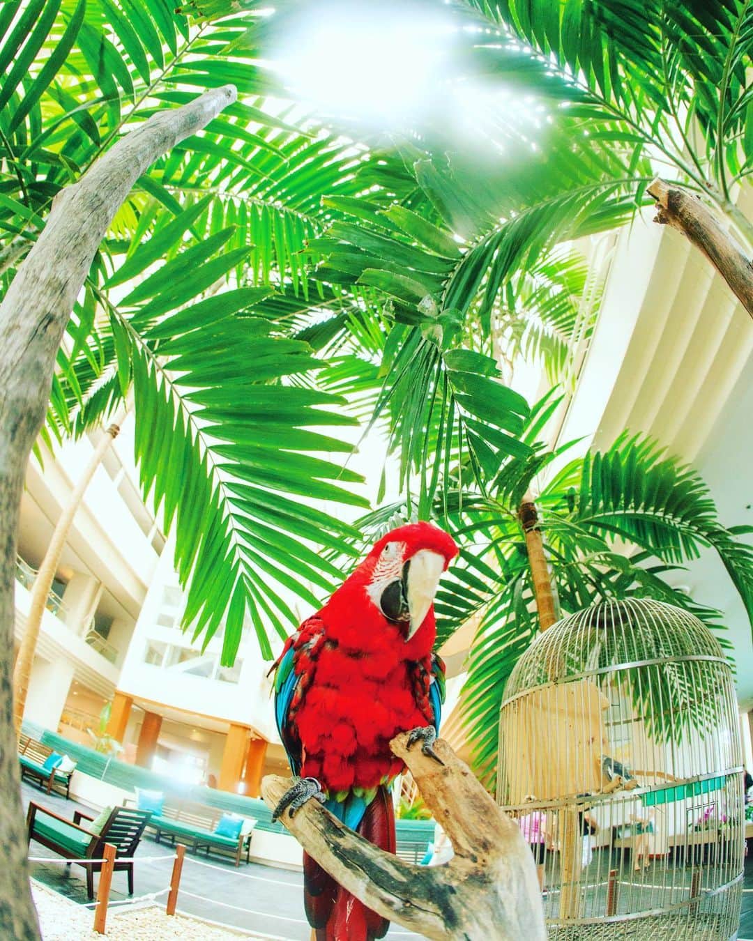 【公式】ルネッサンスリゾートオキナワのインスタグラム：「. #ベニコンゴウインコ #沖縄 #リゾート #ホテル #ルネッサンスリゾートオキナワ #okinawa #resort #hotel #renaissanceokinawaresort #renhotels」