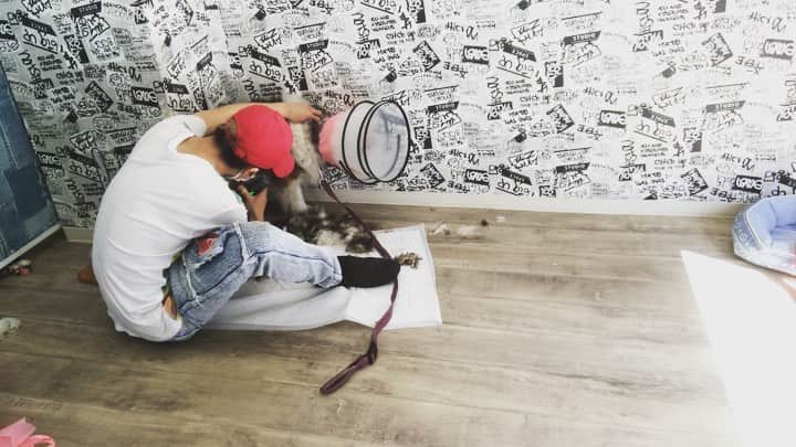 のインスタグラム：「﻿ ﻿ 今日も楽しくトリミング終了😁﻿ ﻿ ﻿ 口が出てしまうので﻿ トリミングサロンを断られた事があった﻿ ご新規様のロキくん。﻿ ﻿ さぁ気合い入れて頑張るぞって﻿ 思ったら全然温厚な子でした笑﻿ 楽しい時間でした😁﻿ ﻿ ﻿ 基本的にシェルティなどの﻿ カットを必要としない子達に﻿ バリカンをかけるのはオススメはしないですが﻿ ケースバイケースで。﻿ ﻿ 今回はもつれなどのことを考え﻿ 一旦リセット。﻿ ﻿ ﻿ ﻿ ﻿ ドッグビューティーサロンELLE ﻿ 06-6431-3838﻿ ﻿ ■■■■■■■■■■■■■■■■■■■﻿ 🌟YouTubeはじました🌟　﻿ プロフィールリンクから見てみてください😉 ﻿ ■■■■■■■■■■■■■■■■■■■﻿ ﻿ #トリマー #trimmer #グルーマー #instadog #dogstagram #슈나우저 #トリミング #ブレちゃん #BOKUMO取扱店 #훈육미용　#긍정미용사  #훈육미용사 #긍정미용사 #훈육미용사 #남자애견미용사 #애견미용사 #애견미용 #펫스타일리스트 #강아지미용  #petgrooming #doggrooming」