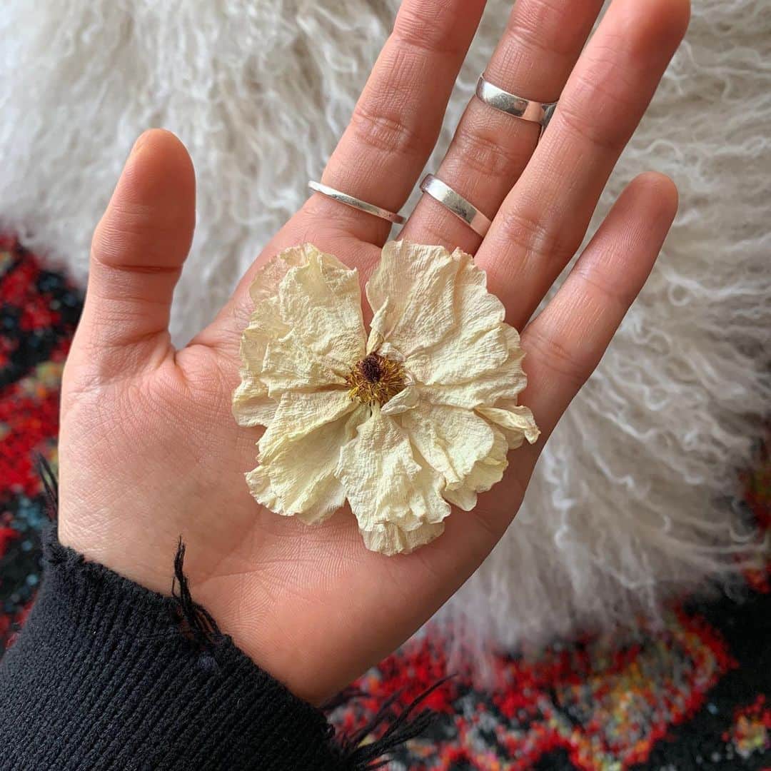 杉咲花さんのインスタグラム写真 - (杉咲花Instagram)「かわいいお花に、パワーをもらいます。明日も、頑張ろう。🌼」3月5日 19時31分 - hanasugisaki