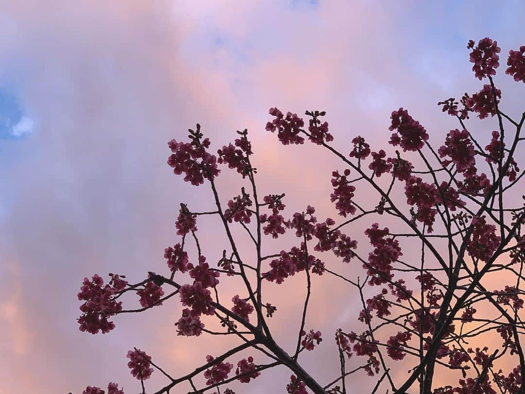 高松雪乃さんのインスタグラム写真 - (高松雪乃Instagram)「河津桜は散ってしまいましたが、他の種類の桜を見つけました🌸  #桜」3月5日 19時56分 - yukinotakamatsu