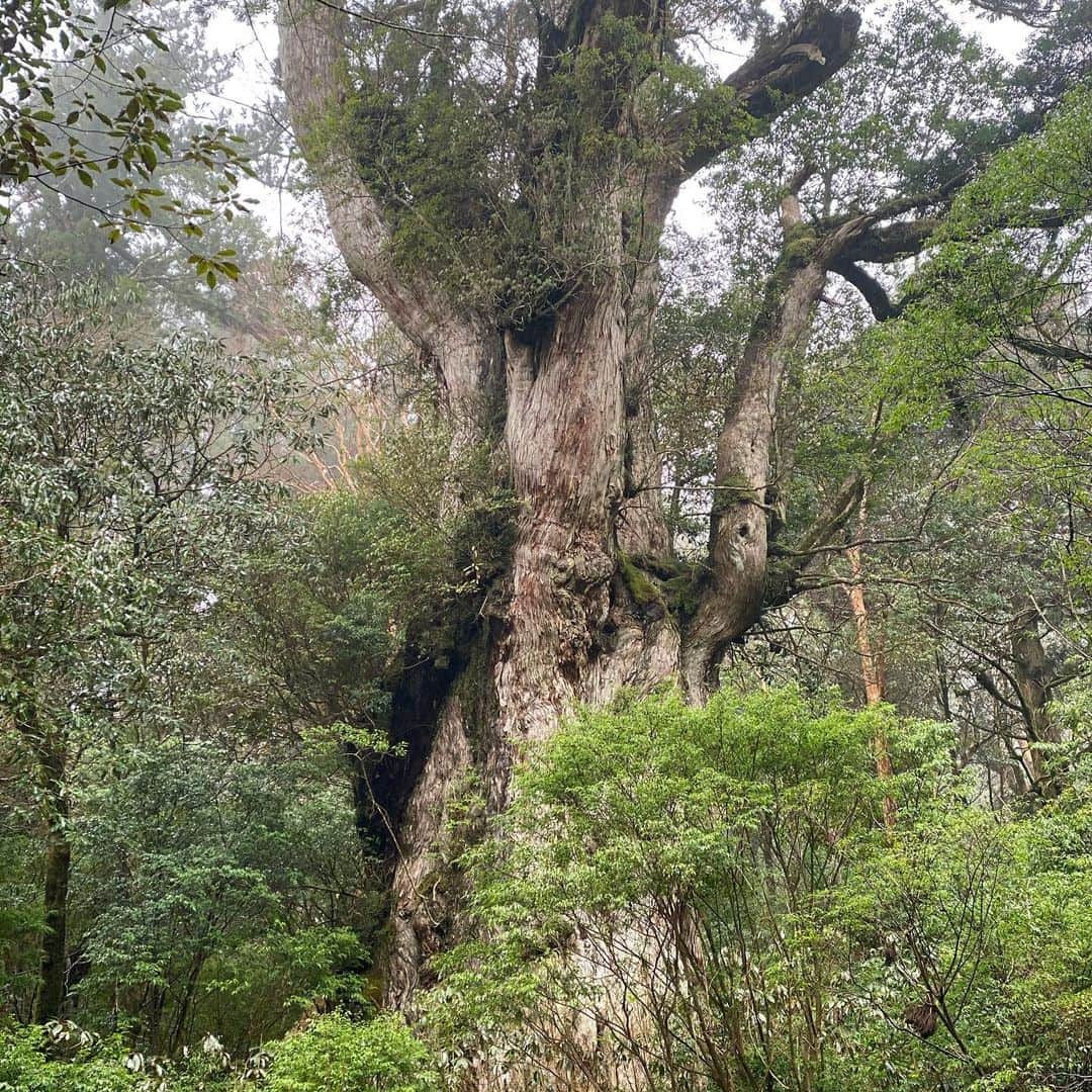 のインスタグラム：「屋久島へ #縄文杉」
