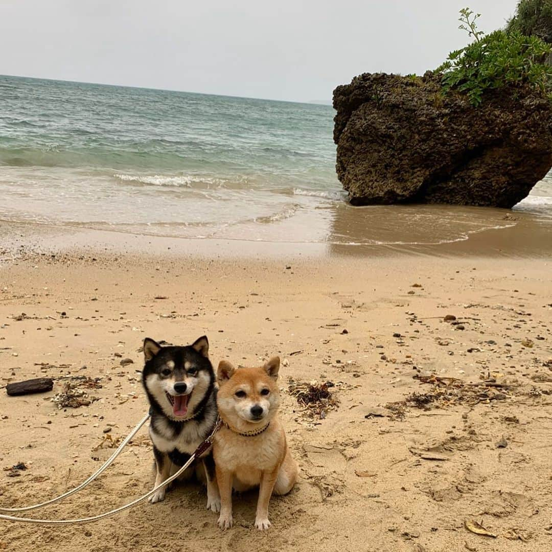 豆柴なつ&ふゆさんのインスタグラム写真 - (豆柴なつ&ふゆInstagram)「Arrive at Ishigaki Island✈️😆‼️ 石垣に到着😆‼️ お天気イマイチだったのでお宿でまったりした後、ザビチ鍾乳洞と浜辺をお散歩😊❤️ #旅行 #travel #石垣島　#3回目 #犬連れ旅行 #サビチ鍾乳洞 #ishigakiisland  #ビーチ#シバフル #わんダフォ #shibamania  #柴犬ライフ#pecoいぬ部 #shiba_snap  #instashiba#cutedogs  #柴犬#shiba #shibainu #shibastagram #いぬすたぐらむ #pecoいぬ部 #犬バカ部 #shibainumag_feature #instafollow #dogoftheday  #🐕📷 #theshibasociety  #柴#proudshibas  #柴犬マニア」3月5日 20時16分 - mameshiba.natsuinu56