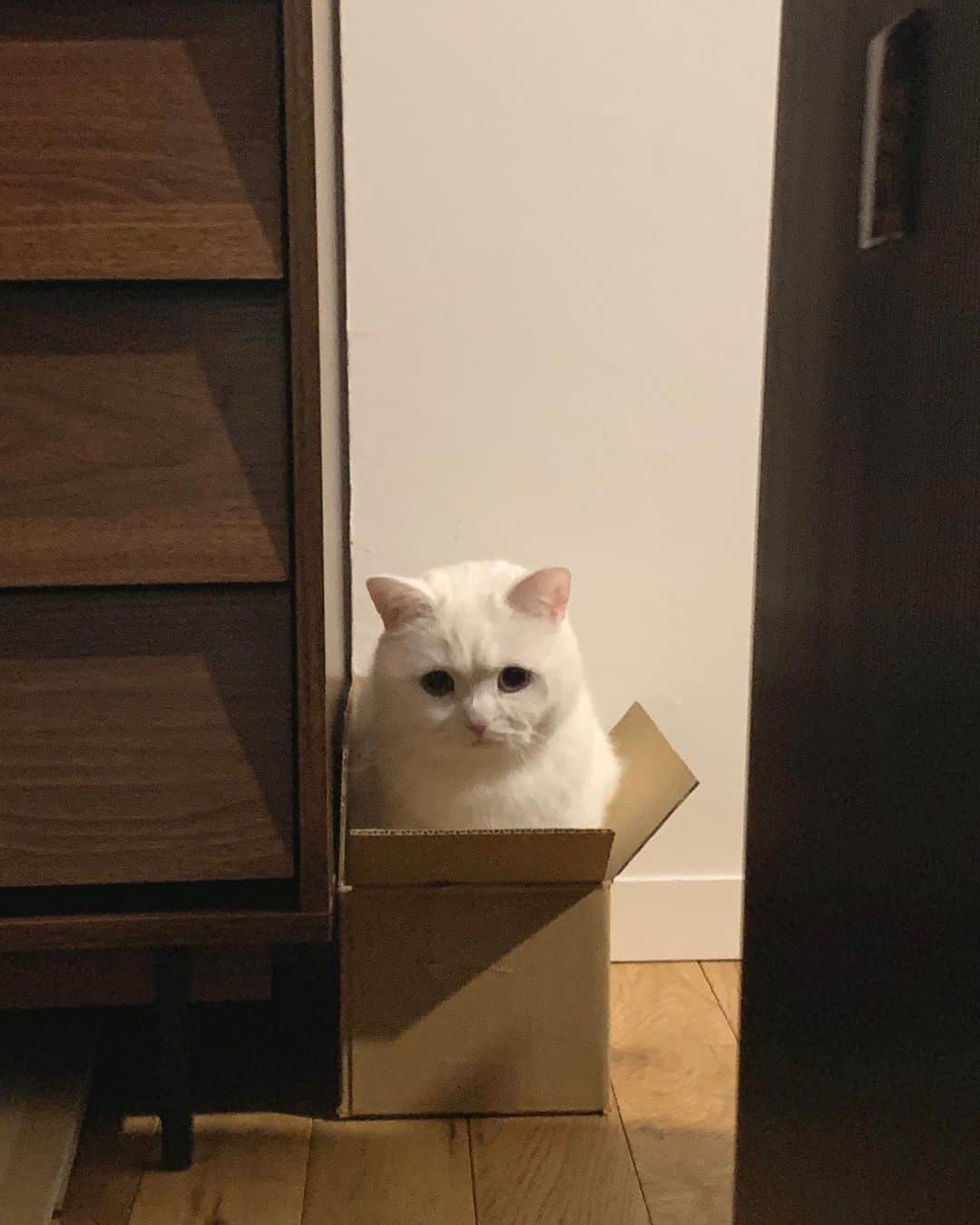 てふさんのインスタグラム写真 - (てふInstagram)「箱に入り続ける人生について #otefucat」3月5日 20時53分 - cat_chouchou