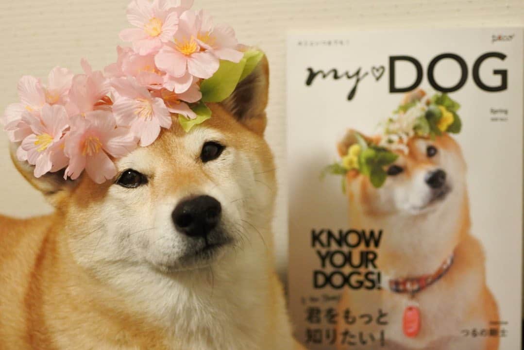 マロたんのインスタグラム：「I was pictured on the cover of the magazine.  PECO my♡DOG / 2020 Spring / Lite版 表紙はマロたん！(見開き2pもあるよ) 3時間の予定が1時間半で終了…プロカメラマンさんすごすぎた…マロたんがガーリーに見える奇跡… 🐕 自分のわんこが表紙になれる「うちのこ版」もあるよ やってみてね 🐕 #pecoいぬ部  #pecomydog」