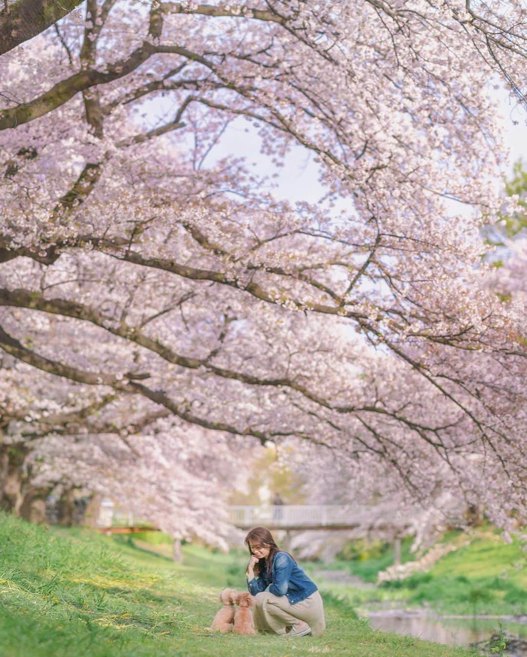 mikicoco00さんのインスタグラム写真 - (mikicoco00Instagram)「* * 今年も見れるといいなぁ～🌸 * ちょこんとお座り🐶🐶♡ キラキラした目で ゴハンちょうだいって言ってます🤭笑 * * * * * * * #さくら#桜#桜吹雪#綺麗  #春#東京#Tokyo#sakura  #beautiful #spring #dog  #背中で語る犬#あんめる」3月5日 21時23分 - mikicoco00
