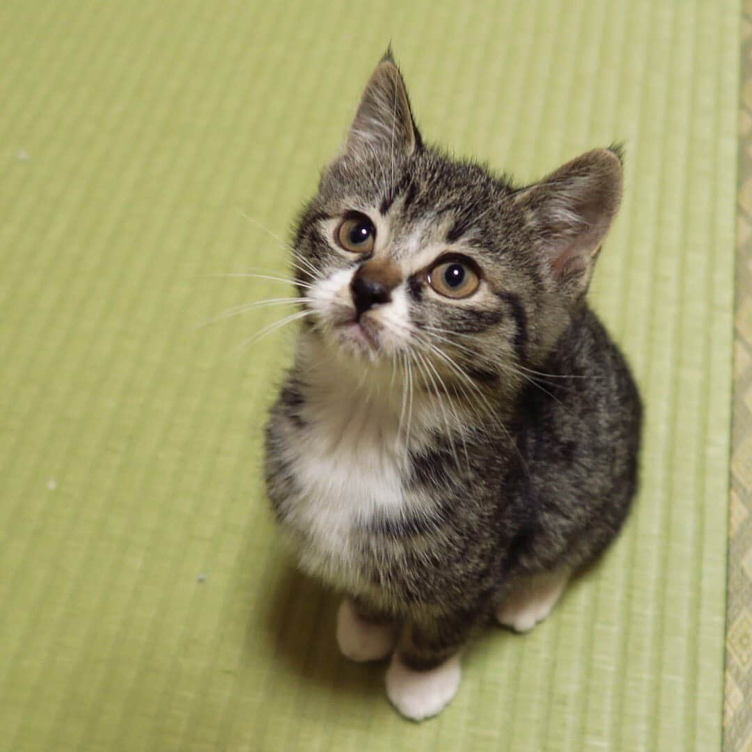 takegaeruのインスタグラム：「嫁ちゃんの知り合いで今度猫を迎える人がいて、余ったケージを譲ることになりました 改めてチビてんの写真を見てたらまぁ可愛いこと😚❤️ 超甘えん坊な性格であっという間に心を鷲掴みにされたのでした #猫 #cat #よもねこ #よもぎねこ #キジトラ #きじとら」