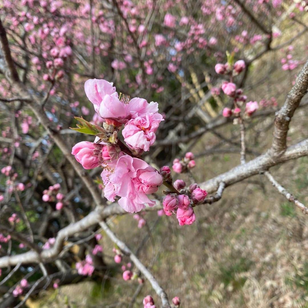 浅井七海さんのインスタグラム写真 - (浅井七海Instagram)「.﻿ 予定では 満開の梅と撮る予定だったけど﻿ まだ少し早かったみたい。。(笑)﻿ ﻿ I went to see the plum-blossoms in full bloom.﻿ I think it was a little early.﻿ ﻿ #梅の花 #早すぎた #満開 #楽しみ﻿ ﻿」3月5日 21時54分 - naamin48_