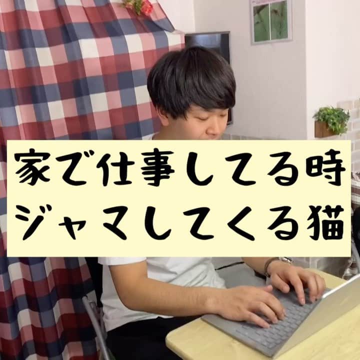 たいゆうきのインスタグラム：「タイの 動物あるあるモノマネ 「家で仕事してる時ジャマしてくる猫」  #タイ動物 #動物 #あるある #ものまね  #猫 #cat  #もふもふ  #ペット  #家」