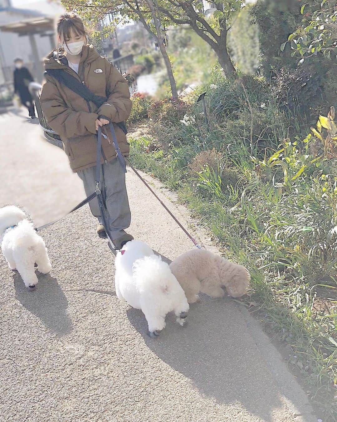 西村歩乃果さんのインスタグラム写真 - (西村歩乃果Instagram)「犬の散歩🐩  思い出と歩きました。  散歩がすきな子になりますように。 の由来から 「歩乃果」という名がつけられました。 嘘です。  散歩は大好きです🚶‍♀️ 春になったら 桜🌸をみにいきたいです  人が少ないところを散歩したいです 世界が健康になって  どこか遠くにいけますように  #dog #さんぽ　#ビションフリーゼ　#ティーカッププードル　#northface」3月5日 23時05分 - honoka.n28