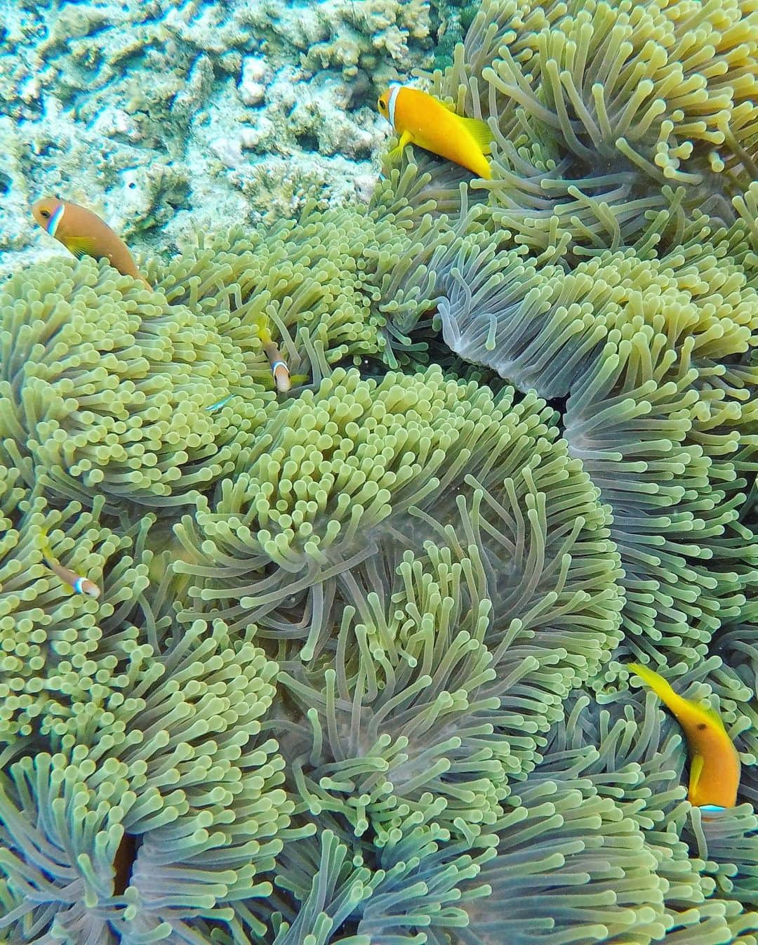 アンミカさんのインスタグラム写真 - (アンミカInstagram)「今日は【珊瑚の日】🌏 。 現在、地球温暖化の影響により水温が上がり、珊瑚の生息域が減少していることは、地球全体の悪循環に...🌏 。 珊瑚が死ぬと褐虫藻による光合成が行えなくなって酸素が作られなくなり、地球全体の酸素量が激減します💦 。 すると、二酸化炭素の量が水陸ともに増加することで、地球温暖化がさらに進み、世界各地で異常気象による自然災害の増加も懸念..... 。 地球に生かして貰っている人間が、自然への恩恵と感謝を忘れず、私たち一人一人が出来ることを、心がけて行きたいですね🍀 。 日焼け止めも、紫外線カット成分のオキシベンゾンとオクチノキサートが配合されていないものを使い、ゴミを自分で持ち帰り、マイクロビーンズ入りのスクラブや歯磨き粉を使わず、海の生態系を守りたい🌊 。 #水中の生態系が崩れ魚の漁獲量が減少し私たちの生活にも大きな影響を与える可能性が🐠 #珊瑚の日に地球にも優しい気持ちを持って生活することを改めて考えたい🌏 #写真は全て世界中の海の珊瑚を旦那様と撮影したもの(サンゴには触れていません)」3月5日 23時41分 - ahnmikaofficial