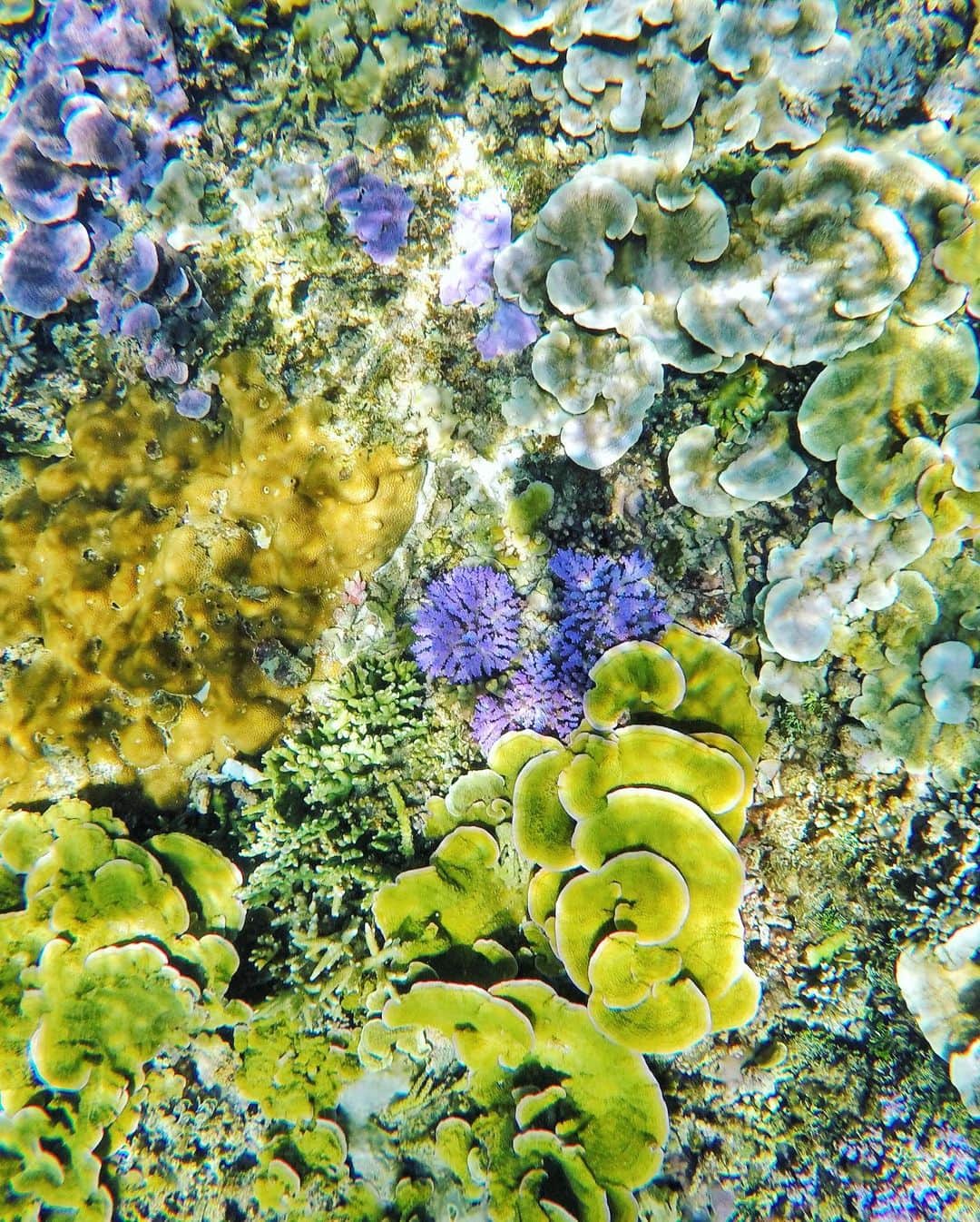アンミカさんのインスタグラム写真 - (アンミカInstagram)「今日は【珊瑚の日】🌏 。 現在、地球温暖化の影響により水温が上がり、珊瑚の生息域が減少していることは、地球全体の悪循環に...🌏 。 珊瑚が死ぬと褐虫藻による光合成が行えなくなって酸素が作られなくなり、地球全体の酸素量が激減します💦 。 すると、二酸化炭素の量が水陸ともに増加することで、地球温暖化がさらに進み、世界各地で異常気象による自然災害の増加も懸念..... 。 地球に生かして貰っている人間が、自然への恩恵と感謝を忘れず、私たち一人一人が出来ることを、心がけて行きたいですね🍀 。 日焼け止めも、紫外線カット成分のオキシベンゾンとオクチノキサートが配合されていないものを使い、ゴミを自分で持ち帰り、マイクロビーンズ入りのスクラブや歯磨き粉を使わず、海の生態系を守りたい🌊 。 #水中の生態系が崩れ魚の漁獲量が減少し私たちの生活にも大きな影響を与える可能性が🐠 #珊瑚の日に地球にも優しい気持ちを持って生活することを改めて考えたい🌏 #写真は全て世界中の海の珊瑚を旦那様と撮影したもの(サンゴには触れていません)」3月5日 23時41分 - ahnmikaofficial