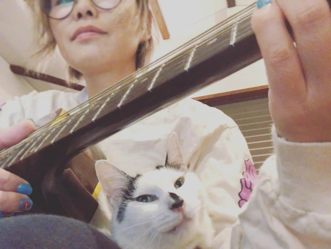 若森さちこさんのインスタグラム写真 - (若森さちこInstagram)「そうだ、こういう時こそ。  #部屋充 #音楽のある生活  #猫のいる暮らし  #ギターたのし #なかなか上手くならないけど」3月5日 23時42分 - pistachico
