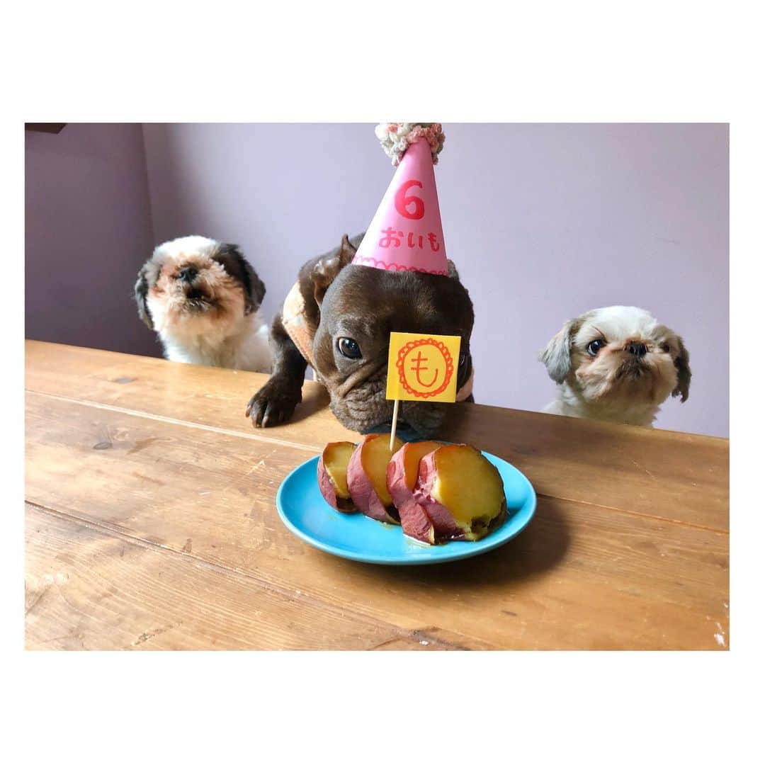 水沢史絵さんのインスタグラム写真 - (水沢史絵Instagram)「も誕生日🐷 焼き芋たべて、ヨーグルトたべて、お散歩して、おもてなししました🐷💖 #frenchbulldog #フレンチブルドッグ #おいもちゃん #もっちゃん」3月6日 0時08分 - mizusawafumie