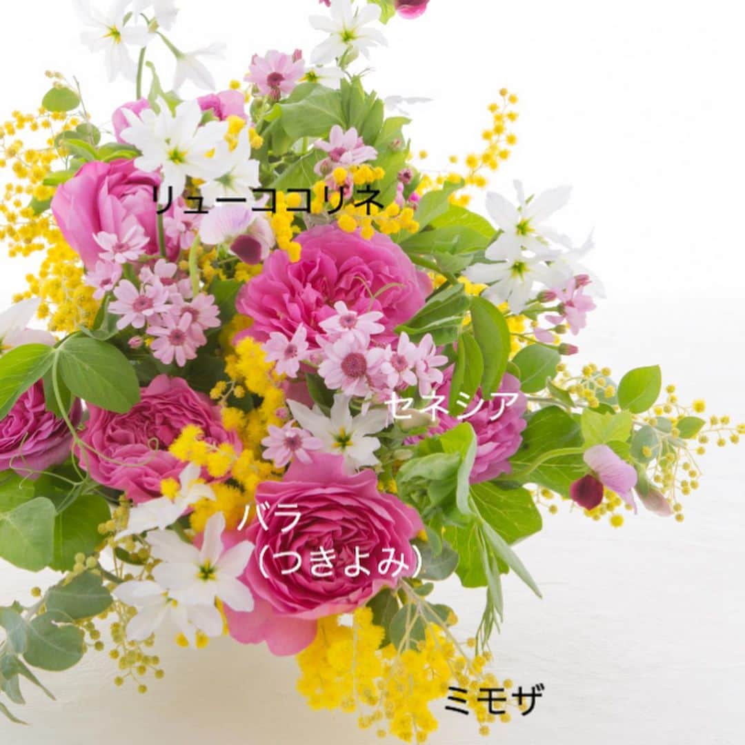 雑誌『花時間』さんのインスタグラム写真 - (雑誌『花時間』Instagram)「おはようございます。﻿ ﻿ 北風がやんで、穏やかな朝です。﻿ ﻿ さて、明後日の8日はいよいよミモザの日ですね！﻿ ﻿ イタリア🇮🇹では、男性から女性へ日頃の感謝の気持ちを伝えるために、ミモザを贈る日。﻿ ﻿ 日本では…お花好き女子がこぞってミモザを飾る日っていう感じ？  明後日のインスタは、ミモザで真っ黄黄になりそう（笑）﻿ ﻿ 最近、花屋さんに行けない日が続いていますが、ミモザはちゃんと並んでいるのでしょうか？﻿ ﻿ 見つけたら、こんな組み合わせも素敵ですよ。﻿ ﻿ 2枚めのpicに花名を記しておきましたが、ピンクの小花、セネシアを見て、あれっ？知ってるあの花に似ているって思いませんでしたか？﻿ ﻿ そう、鉢花のサイネリア。﻿ ﻿ セネシアはサイネリアの切り花品種。器にいけやすいように、ロングな茎で出回っているんです。もちのよさも折り紙つき⭐️﻿ ﻿ 週末のお花の候補にどうぞ〜♬﻿ ﻿ では、本日も元気smile😊😊😊で頑張りましょう！by ピーターパン  花 @_._zukky.com_._since1997 ﻿ 写真 @masaki.yamamoto ﻿  #flowers #flowerslovers #flowerstagram #flowerarrangement  #花時間 #花時間2020 #花好き #花藝 #花好きな人と繋がりたい #花が好きな人と繋がりたい #花のある生活 #花のある暮らし #花を飾る #花を飾る生活  #ミモザ #ミモザの日は3月8日  #ミモザが好き  #botanicallife #花を飾る暮らし #春の花 #花屋さんへ行こう」3月6日 9時53分 - hanajikan_magazine