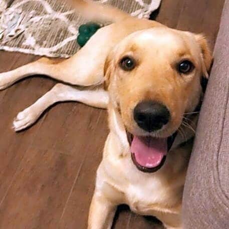 World of Labradors!さんのインスタグラム写真 - (World of Labradors!Instagram)「This is Ellie Abigail! She needs your help with emergency vet care. Lucky Lab Rescue and Adoption saved sweet Ellie Abigail from a tiny south Texas shelter last month. Shortly after, her foster mom noticed she started to decline. They brought Ellie to New Hope Animal Hospital in Cedar Park, near Austin, for immediate care. She was diagnosed with a trifecta of really rough illnesses: the dog flu, a tickborne illness called Babesia, and a strain of canine respiratory disease. Lucky Lab Rescue relies on donations to continue to carry out the life-saving work of dog rescue. Waggle is an amazing organization that vets each campaign and administers the funds directly to the vet working with the pet. Any funds raised in excess of the goal get put towards other pets needing help on the site. Link in bio.」3月6日 9時54分 - worldoflabs